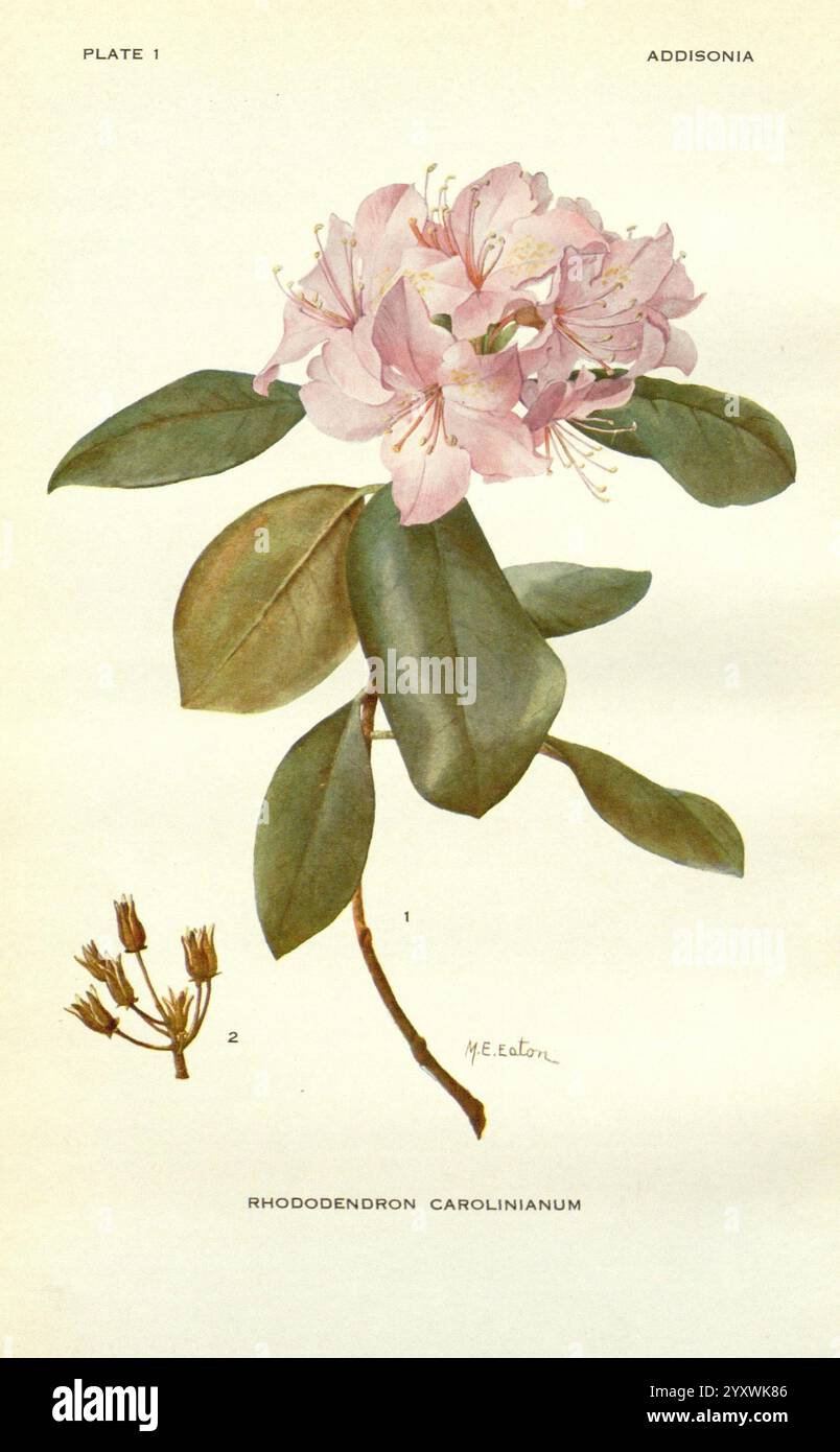 Addisonia new york new yorker botanischer garten 1916 1964 periodica ...