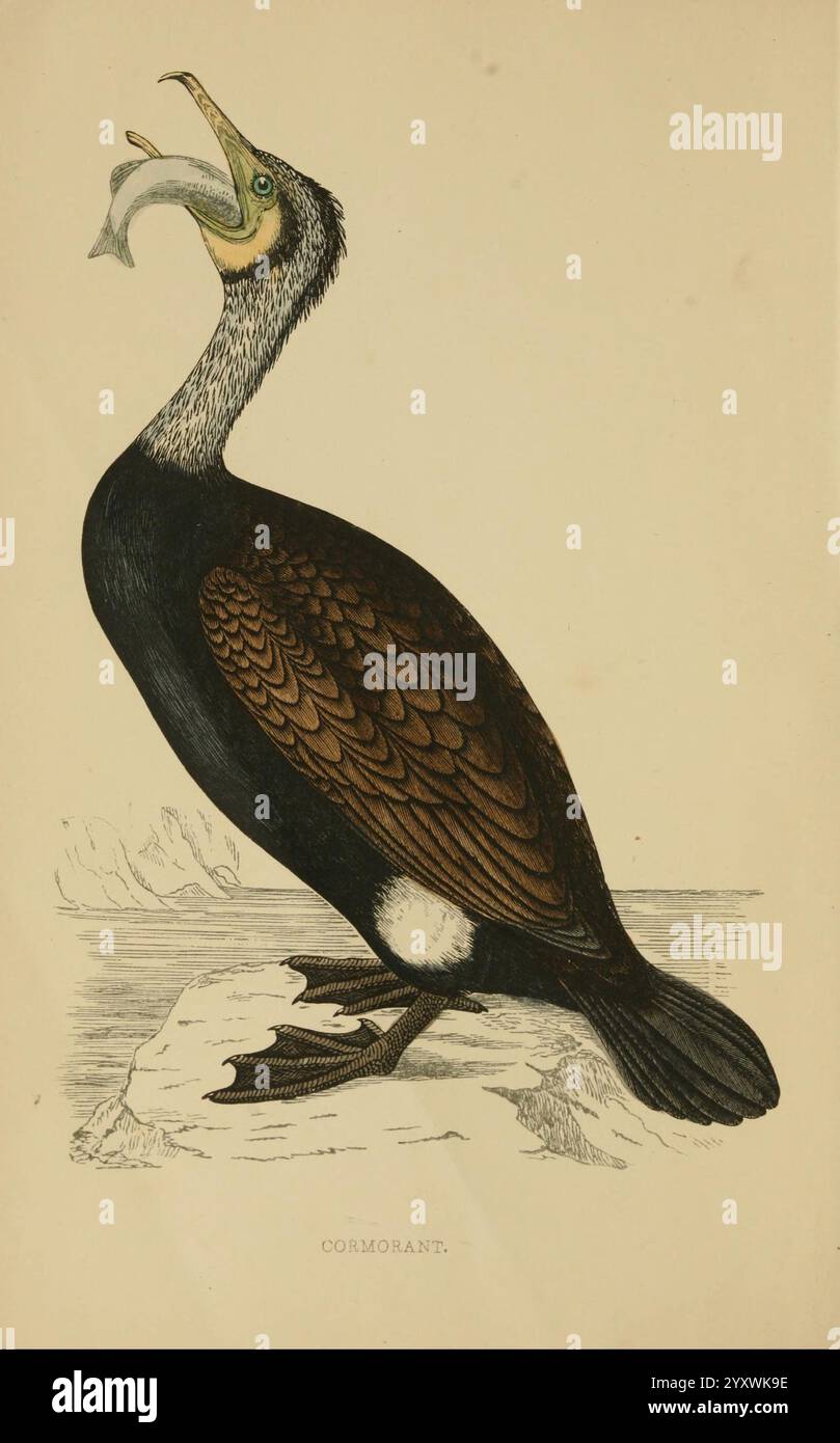 A History of British Birds.1863-1866?, Birds, Great Britain, Bird, Ein Kormoran steht stolz auf einem Felsvorsprung, mit offenem Schnabel, während er einen Fisch hält, und zeigt sein Jagdvermögen. Der schlanke Body des Vogels zeigt einen auffälligen Kontrast zwischen seinem dunklen Gefieder und den helleren Bereichen auf der Brust. Seine Augen leuchten vor Intelligenz, während seine charakteristischen Federmuster die komplizierten Details seiner Anatomie hervorheben. Im Hintergrund deuten schwache Konturen von Klippen auf einen Küstenhabitat hin, was die Affinität des Kormorans für Meeresumwelt unterstreicht. Diese Darstellung fängt das Wesen einer geschickten preda ein Stockfoto