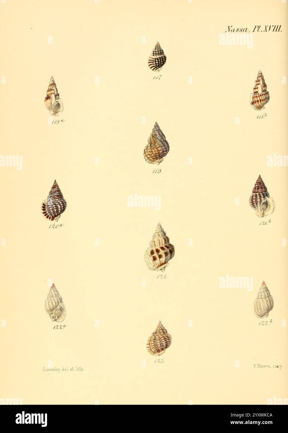 Conchologia Iconica oder Illustrationen of the Muscheln of Molluscous Animals, London, Reeve Brothers, 1843-1878, Mollusks, Bildwerke, Muscheln, diese Illustration zeigt eine Sammlung von zwölf aufwändig gestalteten Muscheln, die in drei Säulen und vier Reihen angeordnet sind. Jede Schale zeigt einzigartige Muster und Texturen mit einer Vielzahl von Formen und Größen an. Die Nummerierung der Muscheln deutet auf eine systematische Klassifizierung hin, die vielleicht auf eine wissenschaftliche Untersuchung der Meereslebewesen hindeutet. Die Gesamtpräsentation betont die zarte Schönheit und Vielfalt dieser natürlichen Formen und lädt die Zuschauer dazu ein Stockfoto