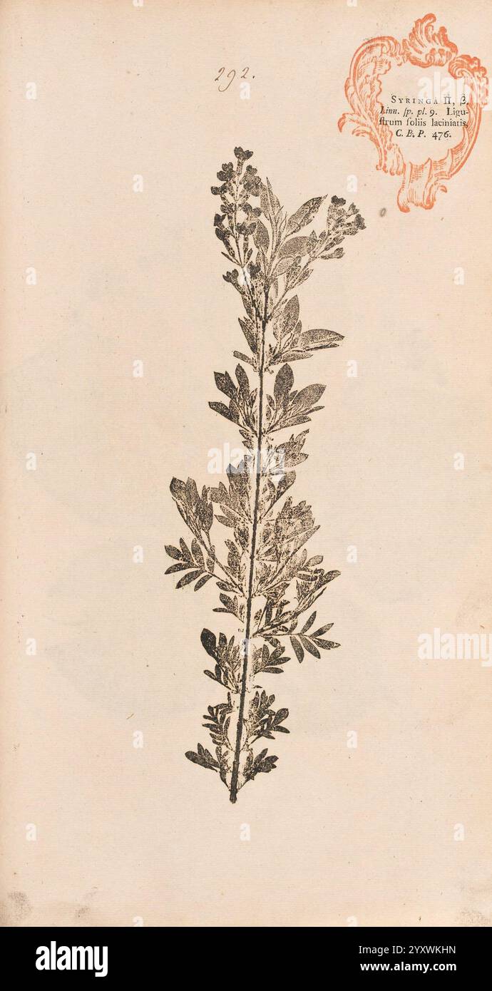 Flora Berolinensis, Berlin, die Schule, 1757-1758, syringa persica, Berlin, Botanik, Deutschland, Naturdrucke, Bildwerke, Pflanzen, Exemplare, Eine botanische Illustration mit einer detaillierten Darstellung einer Pflanze mit langen Stämmen und fein geteilten Blättern. Das Laub ist aufwändig umrissen und zeigt die zarte Struktur und Textur jedes Blattes. Oben befindet sich ein nummeriertes Etikett, das die Position in einem Katalog oder einer Sammlung angibt. Zusätzlich ist ein verziertes Siegel oder Emblem in der Ecke angebracht, was der Komposition einen historischen und wissenschaftlichen Touch verleiht. Die allgemeine Ästhetik Emphas Stockfoto