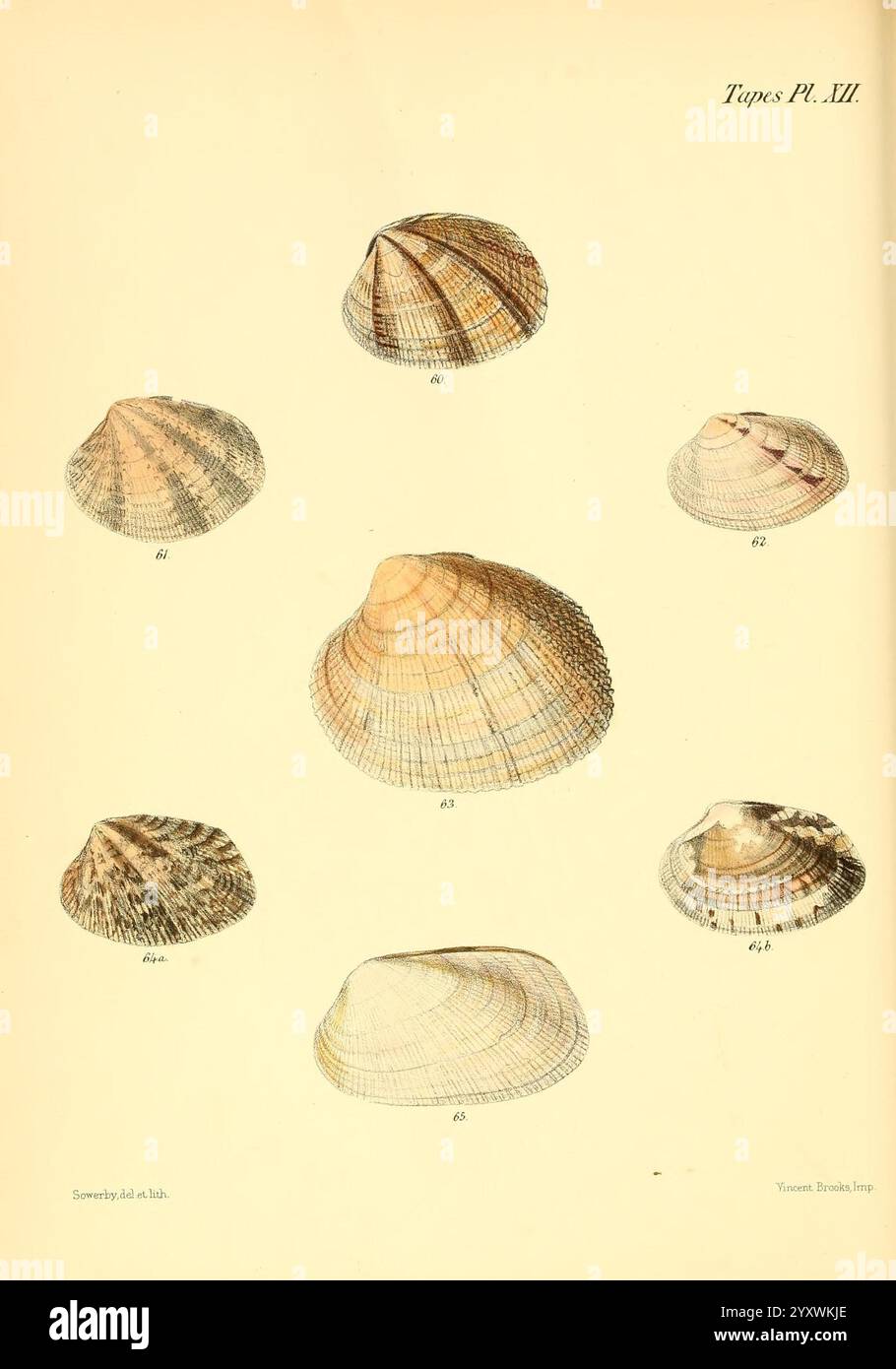 Conchologia Iconica, oder Illustrationen der Muscheln von Weichtieren, London, Reeve, Brothers, 1843-1878. Mollusken, Bildwerke, Muscheln, Eine Sammlung aufwändig detaillierter Illustrationen verschiedener Muscheltypen, die ihre einzigartigen Formen, Muster und Texturen zeigen. Die symmetrisch angeordneten Schalen umfassen sowohl elliptische als auch kuppelförmige Formen, die jeweils eine Reihe von gestreiften und gemusterten Mustern aufweisen. Die Abbildungen, die verschiedene Arten oder Variationen anzeigen, werden systematisch neben den Schalen positioniert, was den pädagogischen Aspekt der Disp verbessert Stockfoto