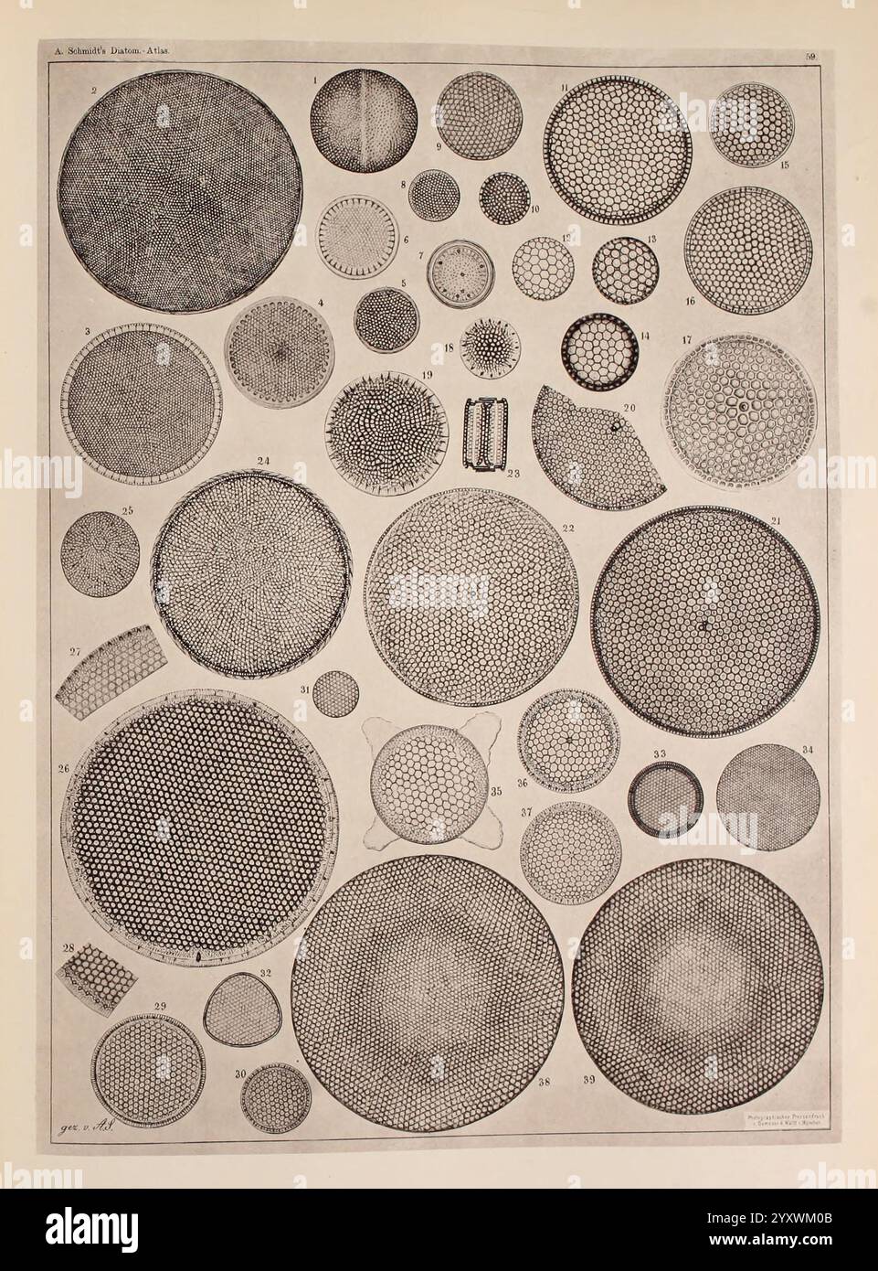 Atlas der Diatomaceen-Kunde, Leipzig, O.R. Reisland, 1874-19, Atlanten, Bacillariophyceae, die Illustration präsentiert eine faszinierende Sammlung von Kieselalgen-Tests, die eine Vielzahl von komplizierten, geometrischen Mustern zeigen. Jede kreisförmige Form zeigt einzigartige Designs mit einer Reihe von Texturen und Formationen, die die unterschiedlichen Eigenschaften dieser mikroskopisch kleinen Algen widerspiegeln. Die Anordnung umfasst Kreise in verschiedenen Größen, die alle sorgfältig detailliert sind und die wissenschaftliche Untersuchung von Kieselalgen hervorheben. Diese visuelle Studie betont die Schönheit natürlicher Formen auf mikroskopischer Ebene und enthüllt ihre Zusammenhänge Stockfoto