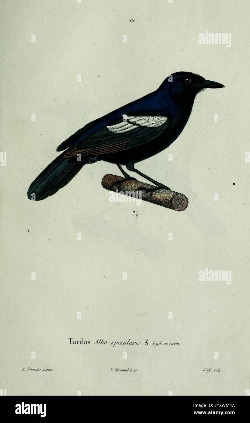 Oiseaux, Paris, A. Bertrand, 1839, Birds, turdus albospecularis, Jean Gabriel Prêtre, Eine detaillierte Illustration zeigt eine Turdus-Art, die speziell als Turdus albidus identifiziert wurde, bekannt für ihr markantes schwarzes Gefieder, das von markanten weißen Flügelflecken abgewogen wird. Der Vogel thront anmutig auf einem kleinen, strukturierten Zweig und zeigt seinen eleganten Körper und seinen langen Schwanz. Unterhalb der Darstellung werden der Name der Art und zusätzliche Informationen über ihre Kategorisierung durch Textelemente hervorgehoben, wodurch der pädagogische Aspekt der Abbildung verbessert wird. Diese Darstellung betont die lebendigen Farben des Vogels und ein Stockfoto