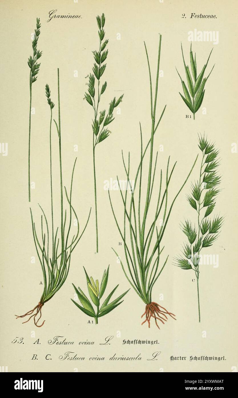 Flora von Deutschland, Österreich und der Schweiz Gera, Zezschwitz, 1903 Pflanzen, Deutschland, Österreich, Schweiz, Floras, Festuca, die Abbildung zeigt verschiedene Arten von Gräsern aus der Familie der Poaceae. Auf der linken Seite, gekennzeichnet mit A, sind detaillierte Darstellungen von *Festuca Herzegovina* (Schafsfeige) mit ihren schlanken Stielen und feinen Blättern zu sehen. Auf der rechten Seite mit der Bezeichnung B ist eine weitere Variante von *Festuca Herzegovina*, die ihre Besonderheiten und Wachstumsmuster hervorhebt. Darunter zeigt eine separate Abbildung mit der Bezeichnung C eine weitere Art der Gattung *Festuca*, die ihren einzigartigen Charakter unterstreicht Stockfoto