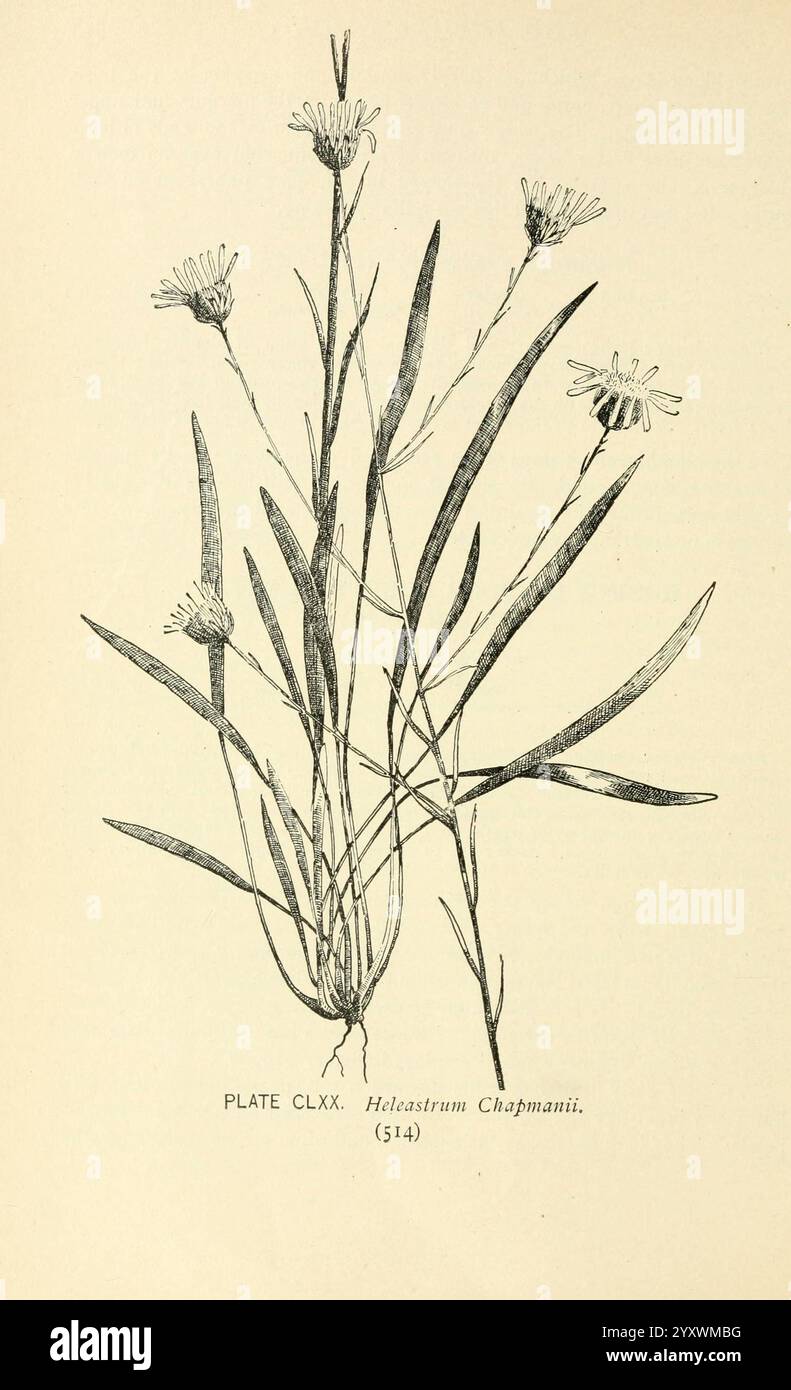 Süd, wild, Blumen und Bäume, New York, Stokes, [1901], Botanik, Blumen, Südstaaten, staaten, Bäume, Marian Ellis Rowan, Frauen, in der Wissenschaft zeigt diese Illustration eine Pflanze, die als Helastrum Chapmanii identifiziert wird. Er zeigt einen schlanken Stiel mit langen, schmalen Blättern, die vertikal angeordnet sind. Die Pflanze ist mit mehreren kleinen Blumenköpfen an der Spitze geschmückt, von denen jeder eine Gruppe von zarten Blütenblättern zeigt. Die Zusammensetzung hebt die botanischen Details hervor, wie die Blattstruktur und die Anordnung der Blüten, was die einzigartigen Eigenschaften dieser Art unterstreicht. Annota Stockfoto