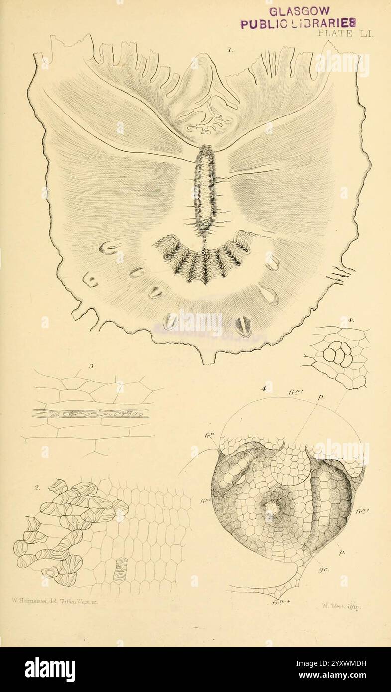 Auf, Keimung, Entwicklung und, Fruktifizierung, von, der, höher, Cryptogamia, London, Pub. Für die, Ray, Gesellschaft, von, R. Hardwicke, 1862, Nadelbäume, Pteridophyta, Pflanze, Morphologie, diese Abbildung zeigt detaillierte anatomische Untersuchungen einer Weichtiere, wobei deren Schale und innere Struktur betont werden. Der zentrale Fokus scheint die Zweiventilschale zu sein, die mit komplizierten Linien dargestellt wird, die Textur und Form anzeigen. Die Hülle umgibt verschiedene mikroskopische Ansichten von Zellstrukturen, die die feinen Details der Biologie des Organismus zeigen. Das Etikett oben weist auf eine Verbindung zu Glas hin Stockfoto