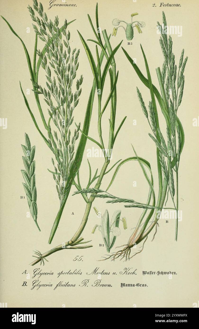 Flora von Deutschland, Österreich und der Schweiz, Gera, Zezschwitz, 1903-, Pflanzen, Deutschland, Österreich, Schweiz, Floras, Glyceria maxima, Glyceria fluitans, die Abbildung zeigt zwei Arten von Gras aus der Familie der Gramineae (Poaceae). Auf der linken Seite, gekennzeichnet mit A, befindet sich *Glyceria apiculatis* mit schlanken Stielen und langen Blättern, die durch ihre filigranen Blütenspitzen gekennzeichnet sind. Daneben befindet sich *Glyceria fluitans*, bekannt für seine breiteren Blätter und eine leicht andere Blütenstruktur. Das detaillierte Rendering zeigt die inneren Strukturen der Blüten und die besondere fea Stockfoto