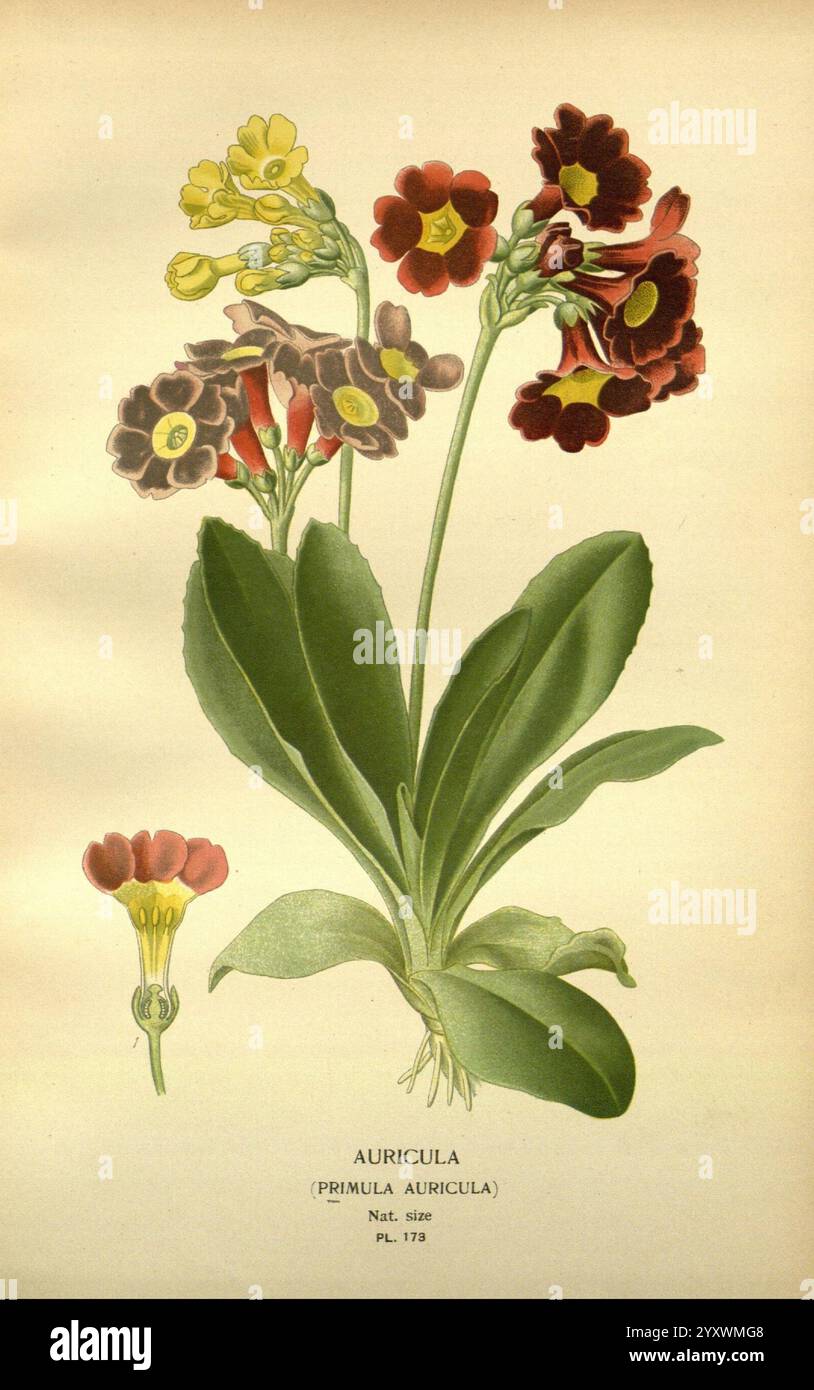 Lieblings-, Blumen-, Garten- und Greenhouse, London und New York, Frederick, Warne, &, Co, 1896-97, Frankreich, 19. Jahrhundert, Ikonen, Blumenzucht, Chromolithographie, Pflanzen, Zierpflanzen, Primula, Auricula, Eine botanische Illustration, die die Auricula-Blüte zeigt, wissenschaftlich bekannt als Primula auricula. Das Stück weist mehrere Stiele auf, die mit Blühblumen in tiefroten, gelben und orangen Tönen verziert sind, mit unterschiedlichen dunklen Zentren. Die Blätter sind breit und üppig und bieten einen lebhaften grünen Kontrast zu den lebhaften Blüten. Neben der Hauptdarstellung eine detaillierte Zeichnung einer einzelnen Blume Stockfoto