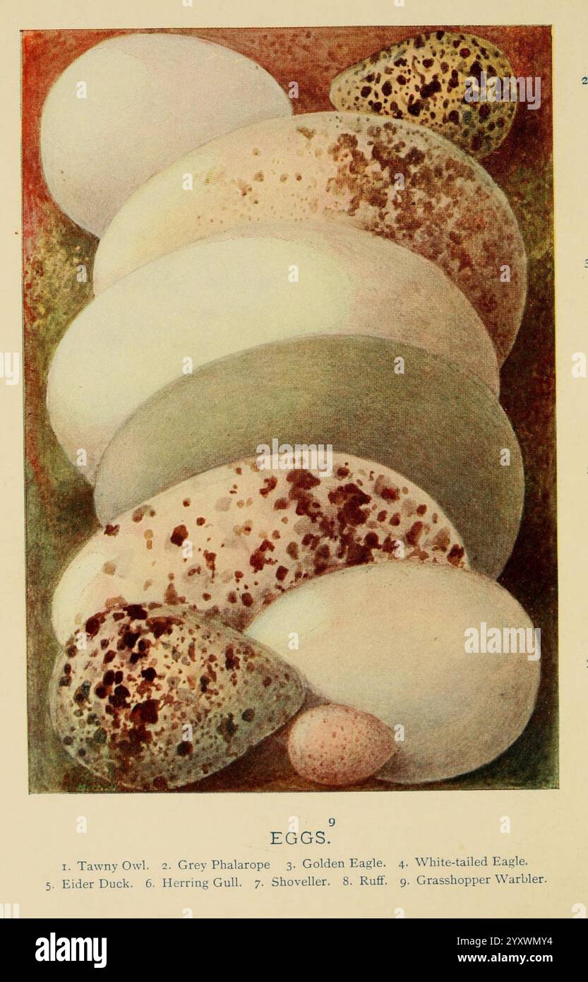 Vogelnester, Eier, Eiersammeln, 1896, Vögel, Eggs, Großbritannien, Nester, Eine Sammlung von verschiedenen Vogeleiern in einer künstlerischen Anordnung, die ihre einzigartigen Formen, Farben und Muster zeigen. Die Eier werden numerisch gekennzeichnet, wobei jede einzelne einer anderen Tierart entspricht: 1. Tawny Owl, 2. Graues Phalarope, 3. Golden Eagle, 4. Seeadler, 5. Eider Duck, 6. Heringsmöwe, 7. Schaufel, 8. Ruff, und 9. Grashüpfer Warbler. Die Vielfalt in Größe und Design spiegelt die Besonderheiten der einzelnen Vogelarten wider und unterstreicht die Schönheit und Vielfalt der Natur. Stockfoto