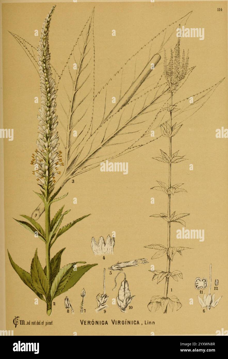 Amerikanische medizinische Pflanzen New York Boericke & Tafel c1887 Botanik medizinische Vereinigte Staaten Veronicastrum virginicum medizinische Botanik, die Illustration zeigt den Virginia speedwell, wissenschaftlich bekannt als Veronica virginica. Gezeigt werden die detaillierten Merkmale der Pflanze, einschließlich ihrer langen, lanzettartigen Blätter und der hohen Blütenstände, die mit kleinen, zarten Blüten verziert sind. Die Zeichnung hebt verschiedene Teile der Pflanze hervor, wie den Stamm, die Blätter und die Blumenstruktur, zusammen mit numerischen Referenzen auf spezifische Merkmale für die botanische Identifizierung. Diese botanische Studie betont die Stockfoto