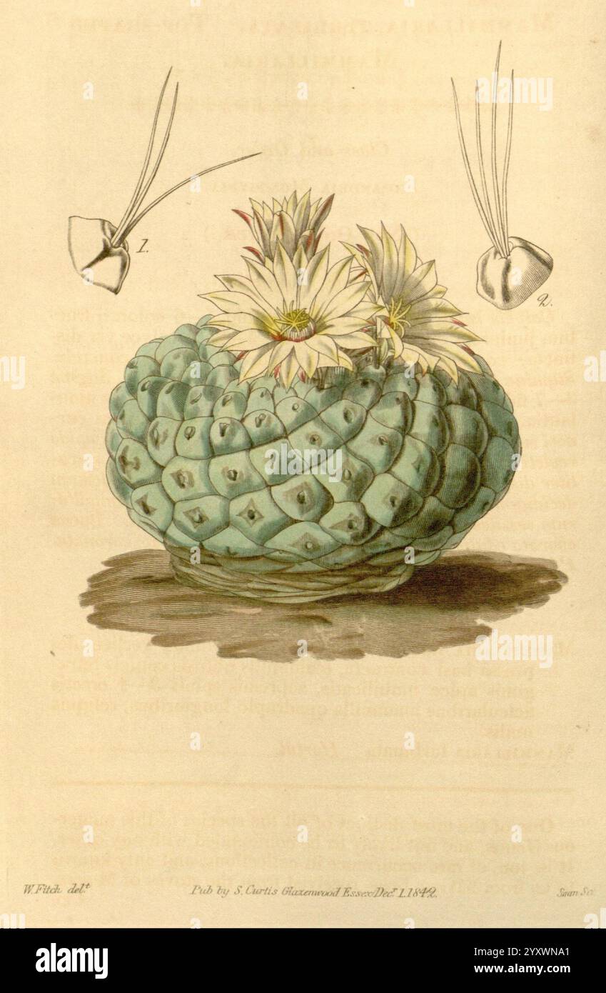 Curtis's Botanical Magazine London New York Botanical Illustration Botany Periodicals Pictorial Works Plants Ornamental Curtis Cactus Cactaceae Plant, die Illustration zeigt eine strukturierte Frucht, die einer Ananas ähnelt, und zeigt ihre charakteristische segmentierte Haut und Blattkrone. Von der Spitze ragen zarte weiße Blüten hervor und verleihen der Komposition einen Hauch von Eleganz. Die Hauptfrucht wird durch kleinere Abbildungen der anatomischen Merkmale der Pflanze flankiert, die ihre Fortpflanzungsstrukturen demonstrieren. Die sorgfältige Liebe zum Detail hebt die Feinheiten des botanischen Themas hervor und lädt V Stockfoto