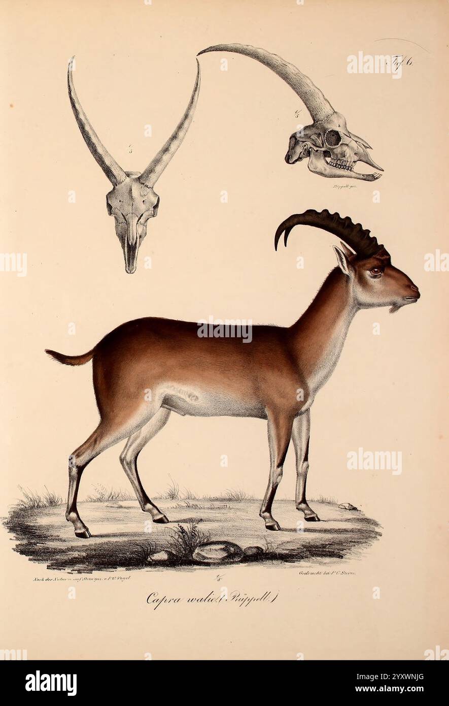 Neue Wirbelthiere zu der Fauna von Abyssinien gehörig Frankfurt am Main S Schmerber 1835-1840 Tiere Kennzeichnung des Roten Meeres Äthiopien Zoologie Klassifizierung Meeresfische diese künstlerische Illustration zeigt eine detaillierte Darstellung einer Cipraea, einer Antilope, die für ihre auffälligen physikalischen Eigenschaften bekannt ist. Das Tier wird im Profil gezeigt, das seinen robusten Körper und die hervorstehenden gebogenen Hörner zeigt, die elegant nach hinten gerichtet sind. Über der Antilope veranschaulichen zwei Schädel mit langen Hörnern die charakteristischen anatomischen Merkmale der Art und heben ihre einzigartige Schädelstruktur hervor. Die Einstellung in Stockfoto