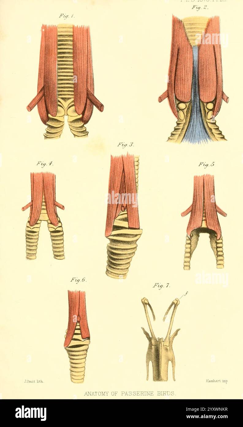 Proceedings of the Zoological Society of London, London, Academic Press Periodicals, Zoology., eine Illustration, die die anatomischen Strukturen von Passerinvögeln darstellt, die verschiedene Muskelanordnungen und Skelettmerkmale zeigt. Die Abbildungen verdeutlichen die Komplexität ihrer Anatomie mit detaillierten Darstellungen von Muskelfasern, Sehnen und Skelettgelenken. Jede beschriftete Figur bietet einen Einblick in die einzigartigen Anpassungen, die die vielfältige Fortbewegung und Funktionalität dieser Vogelarten ermöglichen, und veranschaulicht das komplizierte Design, das ihre Flugfähigkeiten unterstützt. Stockfoto