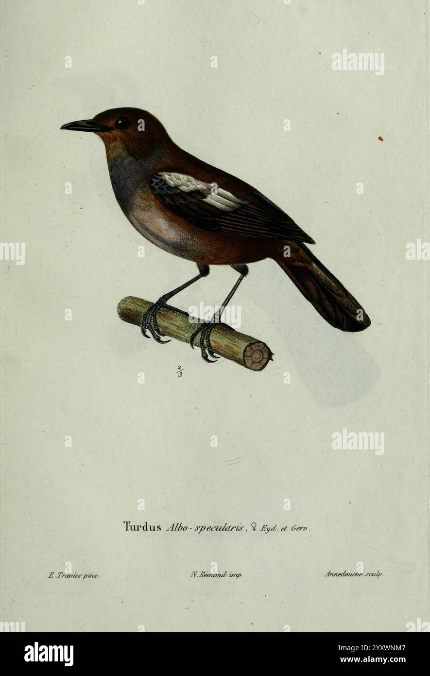 Oiseaux, Paris, A. Bertrand, 1839, Birds, turdus albospecularis, Jean Gabriel Prêtre, Eine detaillierte Darstellung einer Turdus-Art, die allgemein als Soor bezeichnet wird. Der Vogel ist auf einem schlanken Holzzweig dargestellt und zeigt seine Besonderheiten. Es hat einen glatten Körper, der von einer Mischung aus sattem Braun und helleren Tönen auf der Unterseite eingerahmt wird. Die Flügel zeigen ein dezentes Muster, das sowohl Eleganz als auch Funktionalität andeutet. Unter der Abbildung ist der wissenschaftliche Name „Turdus albicollis“ sowie Hinweise auf den Künstler und Publikationsdetails vermerkt, die die formale Klassifica hervorheben Stockfoto