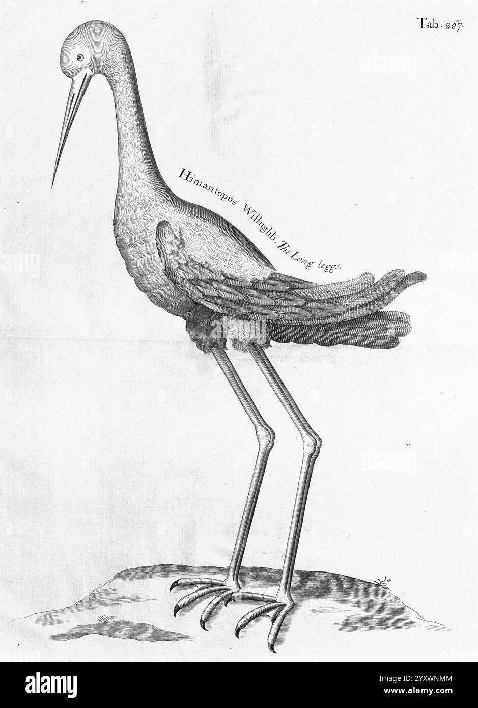 Eine Reise zu den Inseln Madera, Barbados, Nieves, S. Christopher's und Jamaica, London, gedruckt von B.M. für den Autor 1707-1725, England, Plants, Natural History, Jamaica, Botanik, Gravuren, 1707, Himantopus, Himantopus mexicanus, Beschreibung und Reise, Pre-Linnean Works., Ein großer, eleganter Vogel mit langen Beinen und einem schlanken Körper steht auf einem kleinen Hügel. Die Flügel sind aufwändig detailliert und zeigen eine Mischung aus Texturen, die ein gefiedertes Aussehen vermuten lassen. Der verlängerte Hals des Vogels ist leicht gewölbt, und sein Kopf ist mit einem scharfen Schnabel verziert, perfekt für die Nahrungssuche. Über seinem Körper, der lateinische Name Stockfoto