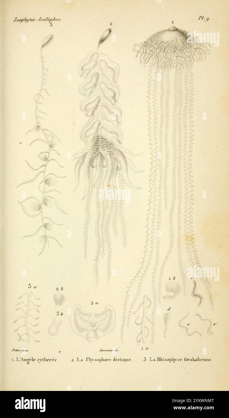 Histoire naturelle des zoophytes. Paris, Librairie Encyclopédique de Roret, 1843. Hydrozoen, Quallen, Quallen, die Illustration zeigt eine wissenschaftliche Studie verschiedener Arten von Zoophyten, die detailliert und beschriftet dargestellt werden. Jede Figur ist akribisch gerendert und zeigt verschiedene Merkmale von wirbellosen Meerestieren. 1. Die erste Zeichnung mit der Bezeichnung "L'Angle cylindrée" zeigt eine zylindrische Struktur mit verzweigten Anhängen, die wahrscheinlich eine Art kolonialen Organismus darstellt. 2. Die zweite Figur "La Phylosolène Astique" zeigt eine länger gezogene Form mit zartem Filament Stockfoto