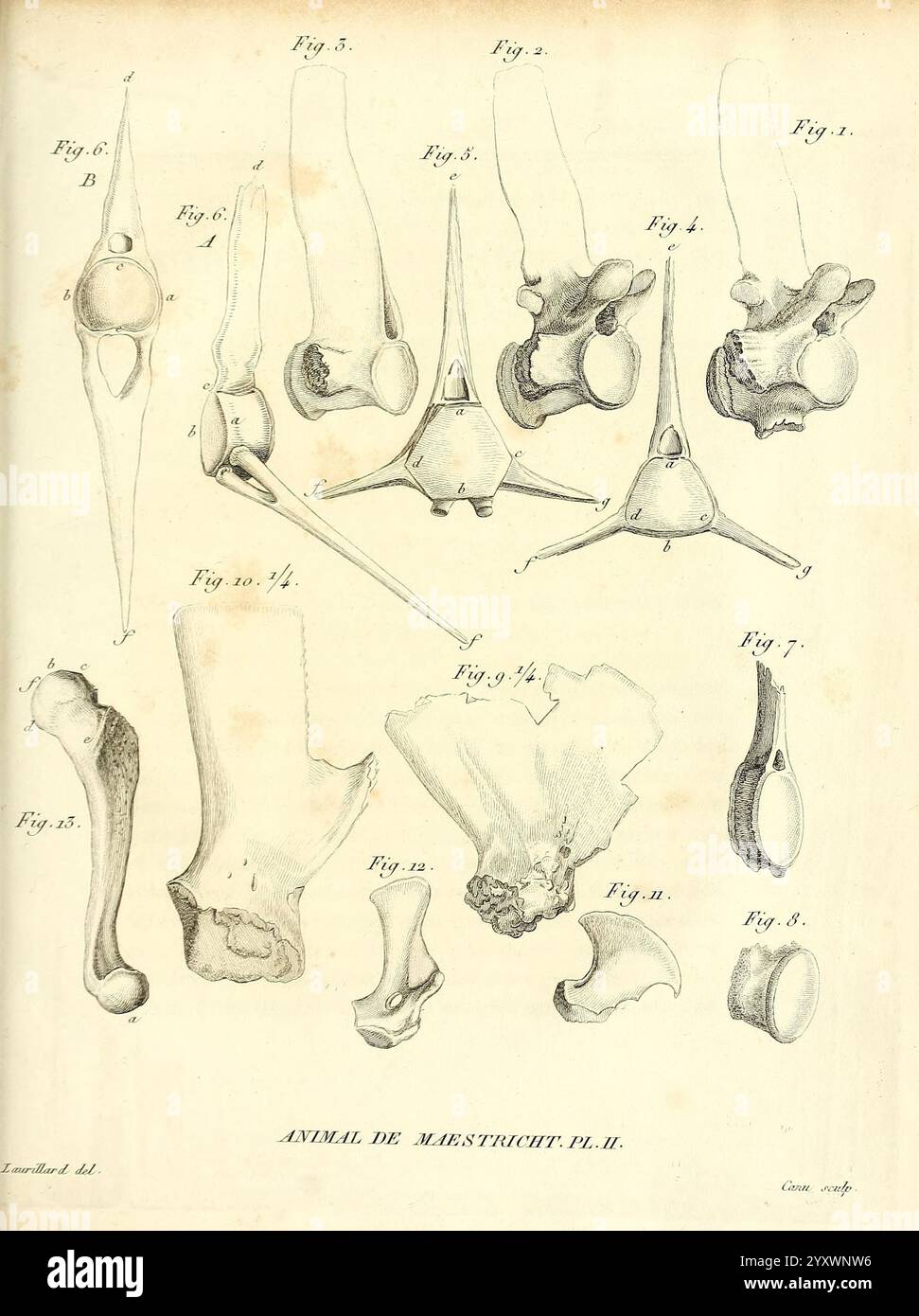 Recherches sur les ossemens Fossiles de quadrupèdes Paris Deterville 1812 Frankreich Geologie Mammal Fossil Paläontologie Paris Region Wirbeltierfossil, die Illustration zeigt eine Sammlung anatomischer Zeichnungen, die verschiedene Skelettelemente, insbesondere Gelenke und Wirbel, hervorheben. Jede beschriftete Figur zeigt die komplizierte Struktur der Knochen und zeigt verschiedene Arten von Gelenken, einschließlich der von Wirbelsäule, Gliedmaßen und Becken. Die Abbildungen betonen die Vielfalt der Knochenformen und -Verbindungen und geben Einblicke in die Mechanik der Bewegung und Unterstützung im Tierkelett Stockfoto