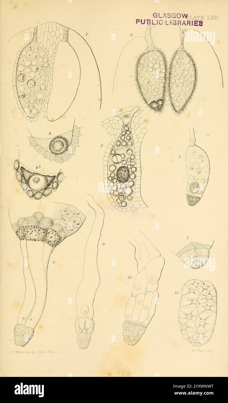 Zur Keimung, Entwicklung und Fruktifizierung der höheren Cryptogamia, London, Pub. Für die Ray Society von R. Hardwicke, 1862, Koniferen, Pteridophyta, Pflanzenmorphologie, die Abbildung zeigt eine Reihe detaillierter wissenschaftlicher Zeichnungen, die verschiedene mikroskopische Strukturen und Organismen zeigen. Jede beschriftete Figur stellt ein eigenes Exemplar dar, das einzigartige Merkmale wie zelluläre Anordnungen, Formen und Größen hervorhebt. Der obere Abschnitt enthält längliche und kugelförmige Elemente, während der untere Teil komplexere Strukturen mit komplizierten Mustern und Texturen aufweist. Die akribische Linie Stockfoto