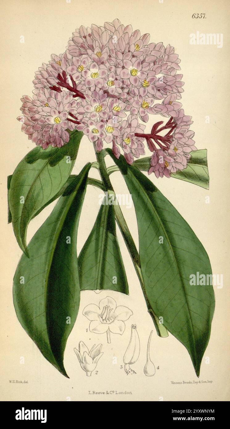 Curtis's Botanical Magazine London New York etc. Botanische Illustration Botanik Zeitschriften Bildwerke Pflanzen ornamental Curtis Walter Hood Fitch Ardisia olivieri Ardisia opegrapha Taxonomie: Family= Primulaceae, die Illustration zeigt ein lebendiges Blumenarrangement mit einer Gruppe von zarten Blüten, die durch ihre zarten rosa Blütenblätter und komplizierten gelben Markierungen in der Mitte gekennzeichnet sind. Die Blüten umgeben von glänzenden, dunkelgrünen Blättern, die einen auffälligen Kontrast zu den Blüten bilden. Unter der primären Abbildung befinden sich zusätzliche Skizzen einzelner Blüten und Knospenstufen Stockfoto