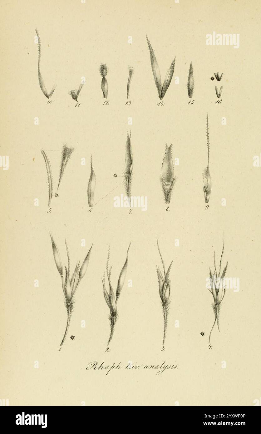 Art Graminum, Petropoli, Impensis Academiae Imperialis Scientiarum, 1828-1836, Gramineae, Bildwerke, Gräser, eine Sammlung detaillierter botanischer Illustrationen, die verschiedene Stadien und Formen einer bestimmten Pflanzenart darstellen. Die Diagramme veranschaulichen verschiedene morphologische Merkmale, wobei beschriftete Teile eindeutige Merkmale wie Blattformen, Spikelets und Gesamtstruktur anzeigen. Jede Illustration ist nummeriert und methodisch angeordnet, um die Vielfalt in Form und Struktur hervorzuheben und so zur Erforschung der Pflanzentaxonomie und -Anatomie beizutragen. Die feinen Linien und die Präzision des Stockfoto