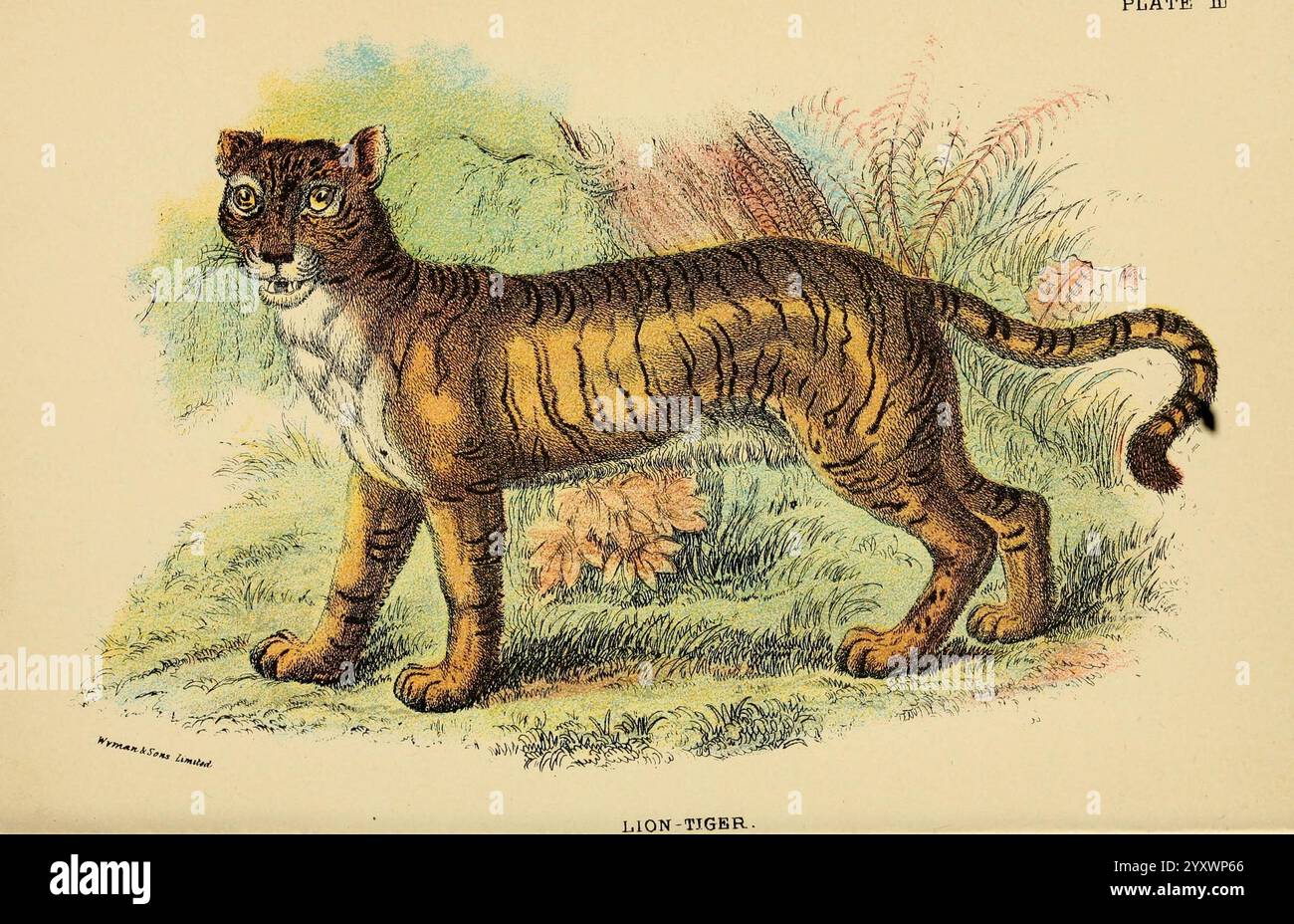 Ein Handbuch für den Carnivora, London, E. Lloyd, 1896., Eine wunderschön illustrierte Darstellung eines Löwen-Tiger-Hybriden, mit seinen einzigartigen Merkmalen und Markierungen. Die Kreatur steht anmutig, mit einer muskulösen Konstruktion und einem auffälligen Mantel, der sich durch eine Mischung aus gelbbraunen und orangen Streifen auf einer helleren Unterseite auszeichnet. Die großen, ausdrucksstarken Augen und die markante Gesichtsstruktur vermitteln ein Gefühl von Bewußtsein und Neugier. Das Tier ist umgeben von einer natürlichen Umgebung mit üppigem Laub und Vegetation, die der Szene ein Element der Ruhe verleiht. Dieses Kunstwerk fängt das majestätische Wesen des Th ein Stockfoto