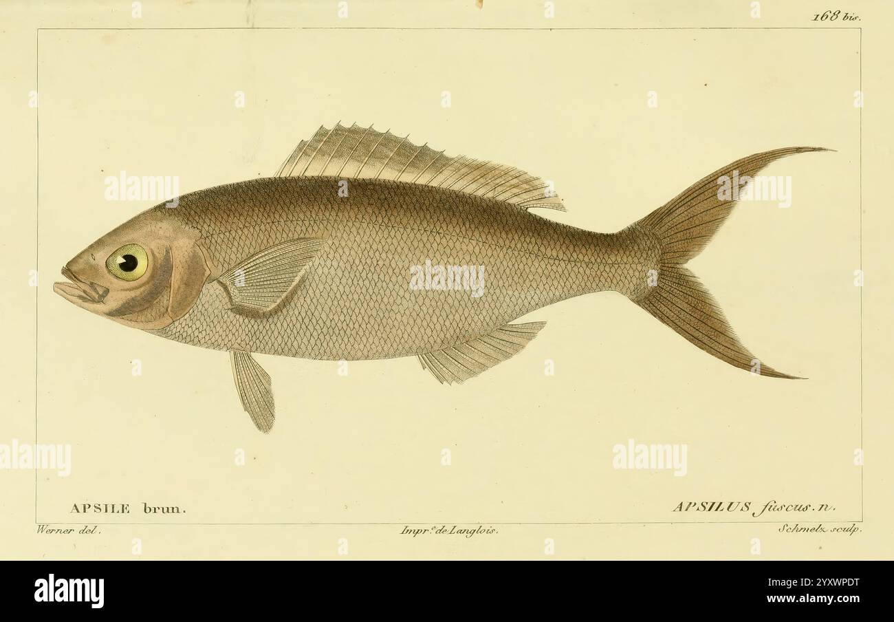 Histoire naturelle des Poissons Paris Chez F. G. Levrault 1828-1849 Ichthyology Fishes, diese detaillierte Abbildung zeigt einen Fisch in einer Seitenansicht, der seinen stromlinienförmigen Körper und seine markante Flossenstruktur zeigt. Der Fisch wird mit komplizierten Texturen gerendert, die die Skalen und Konturen seiner Form hervorheben. Ein markantes, großes Auge trägt zum ausdrucksstarken Aussehen des Fisches bei. Die Abbildung enthält Etiketten, die eine wissenschaftliche Kategorisierung ermöglichen und die Art und möglicherweise ihren Lebensraum oder ihre Eigenschaften hervorheben. Die Komposition wird durch einen subtilen Backgr ergänzt Stockfoto