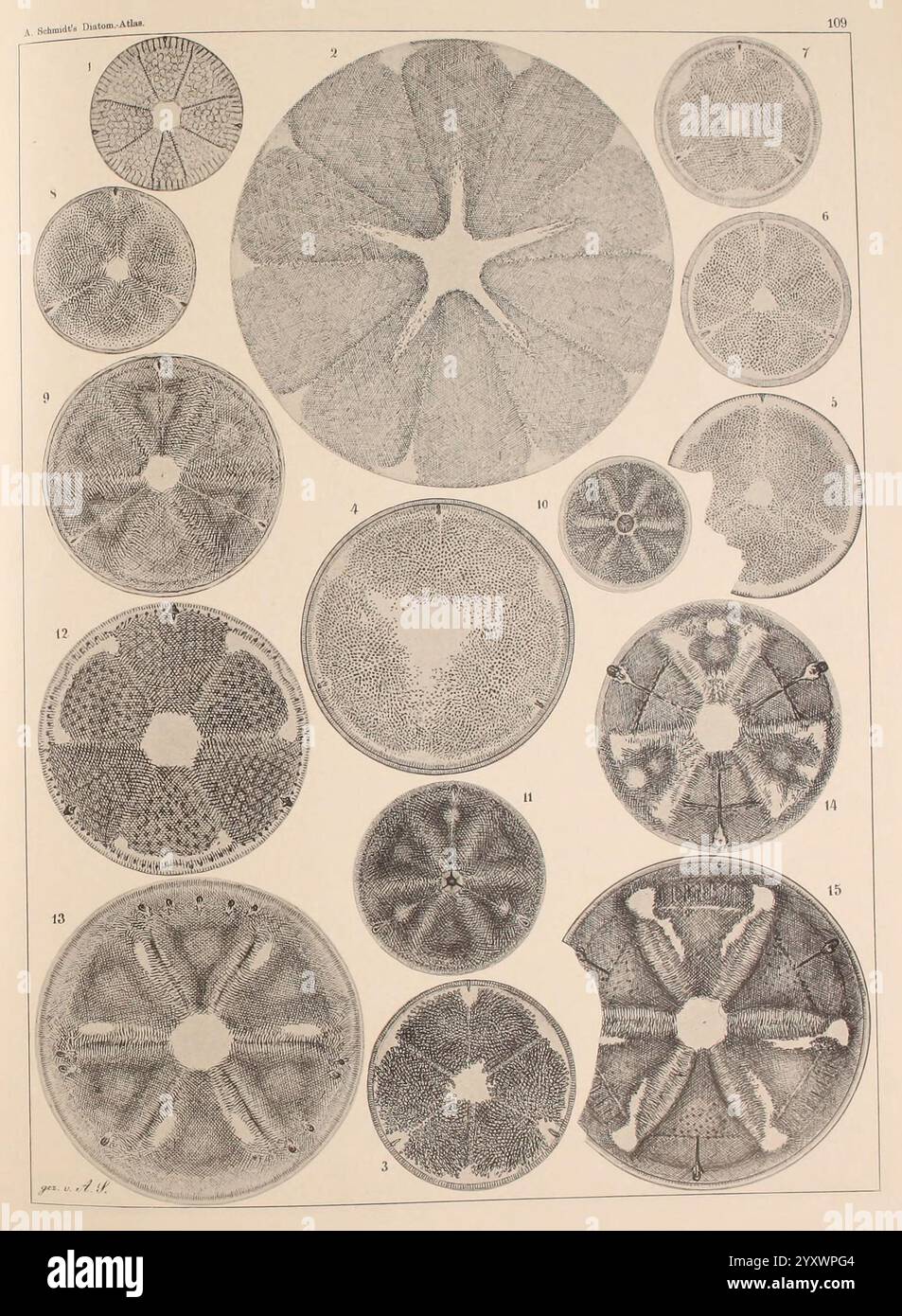 Atlas der Diatomaceen-Kunde, Leipzig, O.R. Reisland, 1874-1819, Atlanten, das Bild zeigt eine Reihe verschiedener kreisförmiger und geometrischer Formen, die jeweils komplizierte Muster und Texturen aufweisen. Diese Formen sind organisiert angeordnet und zeigen eine Vielzahl von Größen und Designs, einschließlich sternförmiger Strukturen und symmetrischer Muster. Die Details innerhalb jedes Kreises zeigen eine Vielzahl faszinierender Texturen, was auf eine Untersuchung natürlicher Formationen hindeutet, die möglicherweise mit mikroskopischen Beobachtungen oder botanischen Illustrationen zusammenhängen. Einige Formen werden von numerischen Anmerkungen begleitet. Stockfoto