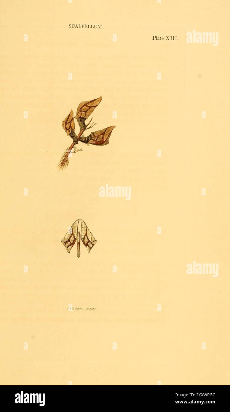 Conchologia systematica, oder vollständiges System der Conchologie, London, Longman, Brown, Green und Longmans, 1841-1842, Weichtiere, Muscheln, diese Abbildung zeigt zwei verschiedene botanische Exemplare. Im oberen Bereich ist eine Pflanze mit komplizierten, langen Blättern zu sehen, die eine Mischung aus Farbtönen aufweisen, die eine reichhaltige Textur und Details in ihrem Design suggerieren. Der untere Abschnitt zeigt eine andere Pflanzensorte mit mehr abgerundeten Merkmalen und kontrastierenden Formen und Stilen. Unter dieser Abbildung zeigt ein Etikett den Titel „Scalpellum“ zusammen mit einem Hinweis auf seine Position als Platte XIII in einer größeren Spalte Stockfoto