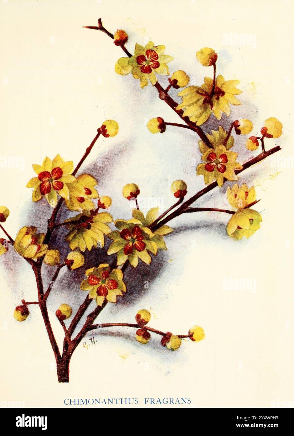 Blühende Bäume & Sträucher, London, A.L. Humphreys, 1905, Großbritannien, Sträucher, Blumen, Chimonanthus-Düfte, Gertrude Hamilton, Chimonanthus praecox, japanisches Allspiz, wintersüß, Frauen in der Wissenschaft, Ein zarter Zweig von Chimonanthus praecox, allgemein bekannt als Wintersüß, zeigt seine bezaubernden, blassgelben Blüten. Jede Blüte ist mit markanten dunkelroten Markierungen in der Mitte versehen, umgeben von einer Blüte aus weichen, essbaren Blütenblättern. Die schlanken Zweige sind mit kleinen, abgerundeten Knospen verziert, die auf die Schönheit hinweisen, die sich noch entfalten muss. Die subtilen Details der Blütenblätter, kombiniert mit der reichhaltigen Textur Stockfoto