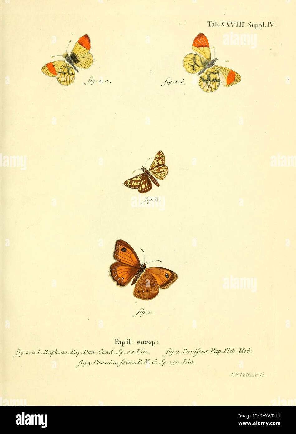 Die Schmetterlinge in Abbildungen nach der Natur, v.1 Plates, Leipzig, T.O. Weigel, 1829-1839, Schmetterlinge, Europa, Schmetterlinge, Bildwerke, die Illustration zeigt eine Sammlung von lebendigen Schmetterlingen, die jeweils mit komplizierten Details dargestellt sind. Oben sind zwei Schmetterlinge zu sehen: Einer erinnert an einen Papilio rhamni und zeichnet sich durch markante gelbe und orangene Flügel mit schwarzen Flecken aus, während der andere eine zarte, blassgelbe Färbung mit dezenten Mustern zeigt. Der zentrale Schmetterling ist in sattem Orange gehalten und mit komplizierten schwarzen Markierungen verziert, die seine einzigartige Schönheit zum Ausdruck bringen. Unten ein kleines Stockfoto