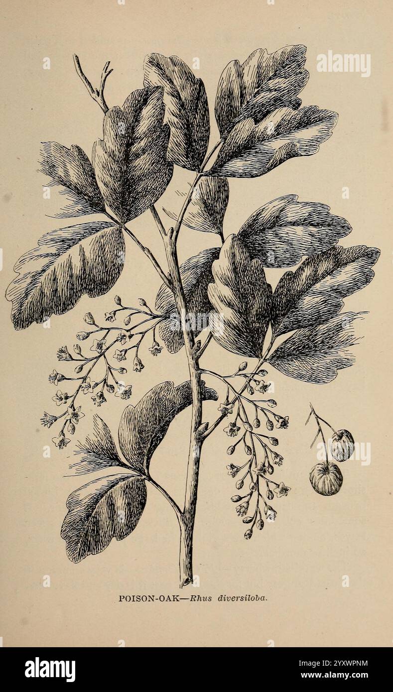 Die wilden Blumen von Kalifornien, San Francisco, Payot, Upham, & Company, 1902. Kalifornien, Wildblumen, die Abbildung zeigt eine detaillierte Darstellung der Gifteiche, wissenschaftlich bekannt als Rhus diversiloba. Die Pflanze zeichnet sich durch ihre charakteristisch geformten Blätter aus, die eine glänzende Textur und ein reichhaltiges, gelapptes Aussehen aufweisen. Das Laub, das aus einem zentralen Stamm hervorgeht, wird durch kleine, zarte Blüten und runde Beeren ergänzt. Der begleitende Text kennzeichnet die Pflanze als „GIFTEICHE“, was den Kontext für ihre Identifizierung darstellt. Diese Darstellung hebt das komplexe d der Anlage hervor Stockfoto