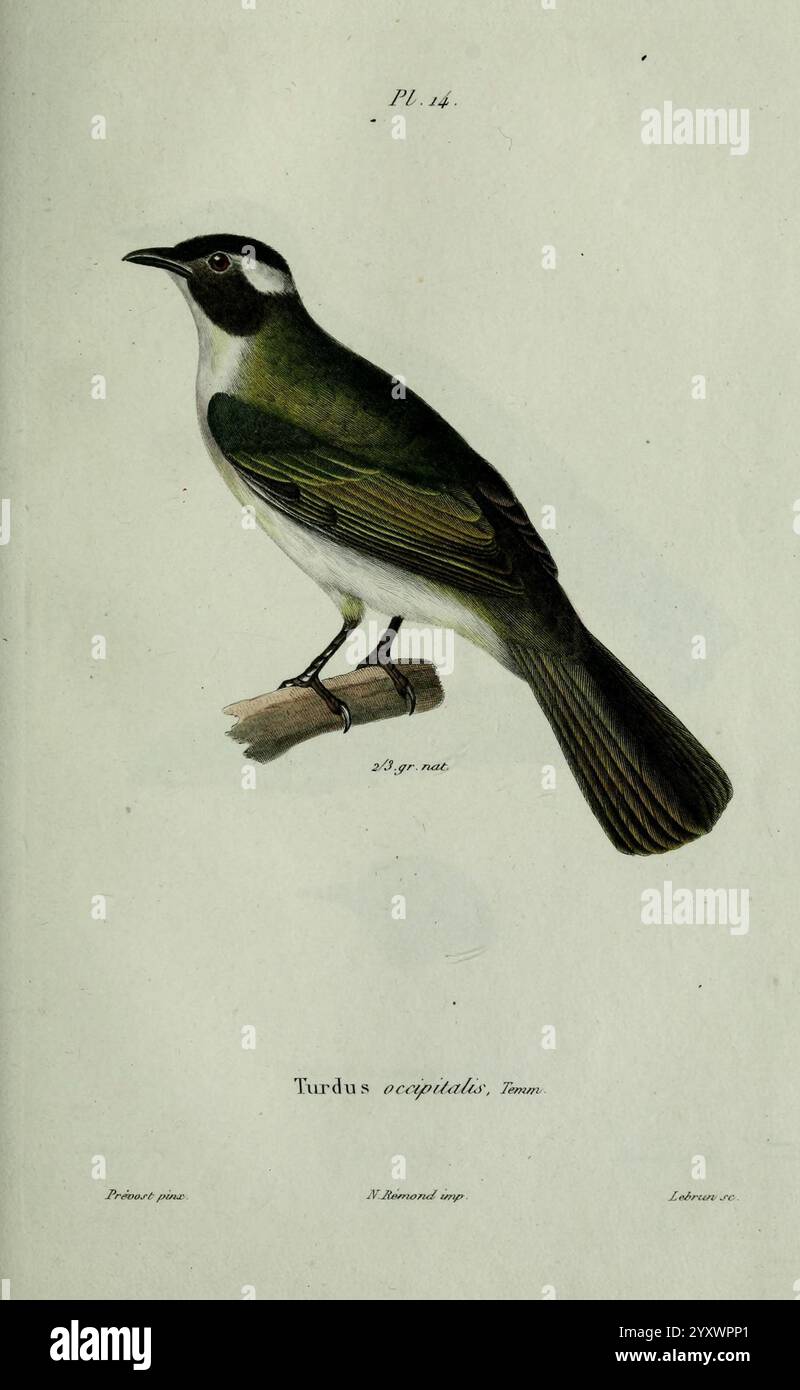 Oiseaux, Paris, A. Bertrand, 1839, Birds, Jean Gabriel Prêtre, Turdus occipitalis, Eine detaillierte Darstellung eines Vogels aus der Familie der Soor, insbesondere der Art Turdus exoletus. Der Vogel ist im Profil dargestellt und zeigt seinen schlanken Körper, seinen charakteristischen geschwungenen Schnabel und sein unverwechselbares Gefieder. Die Oberteile sind sattgrün, was zu einem helleren Farbton auf Brust und Unterbauch übergeht. Die Flügel sind mit komplizierten Details versehen, die die verschiedenen Braun- und Olivatöne hervorheben. Der Schwanz ist verlängert und zeigt ein dezentes Muster. Diese Darstellung betont den natürlichen Lebensraum und das Verhalten des Vogels Stockfoto