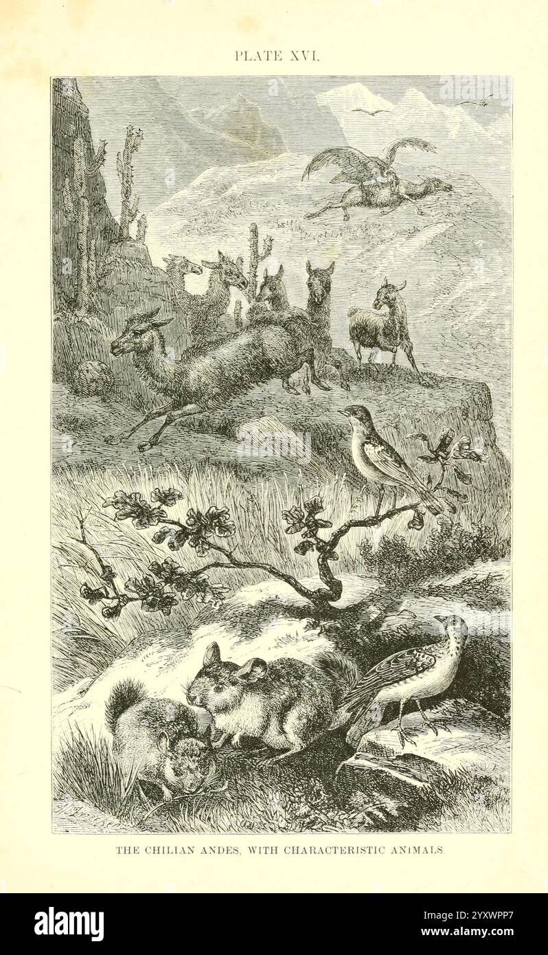 Die, geographische, Verteilung, der Tiere, 1876, Paläontologie, Geographie, Zoogeographie, Eine detaillierte Illustration, die eine Vielfalt an Wildtieren zeigt, die in den chilenischen Anden beheimatet sind. Im Vordergrund befinden sich zwei kleine Nagetiere zwischen Laub, während in der Nähe eine Vielzahl von Vögeln auf Ästen und auf Futtersuche zu sehen ist. Im Hintergrund grast eine Gruppe von Lamas auf dem zerklüfteten Gelände, eingerahmt von hohen Bergen und Kakteen. Darüber hinaus fügen sich hoch aufragende Vögel zum lebendigen Ökosystem hinzu und erfassen die reiche Artenvielfalt dieser einzigartigen Hochlandregion. Die Szene zeigt die Harmonie von l Stockfoto