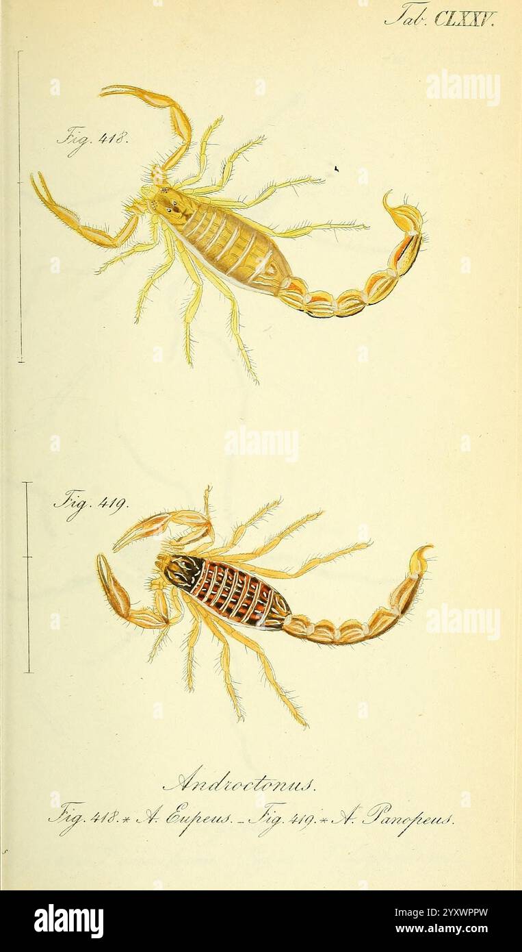 Die Arachniden, Nürnberg, in der C. H. Zeh'schen Buchhandlung, 1831-1848 Arachnida zeigt die Abbildung zwei verschiedene Arten von Skorpionen, gekennzeichnet als Abbildung 418 und Abbildung 419. Das obere Exemplar weist einen hellen, langgestreckten Körper mit ausgeprägter Segmentierung und angeordneten Anhängen auf, während das untere Exemplar ein robusteres und gemustertes Aussehen aufweist, das komplizierte Markierungen auf seinem Exoskelett hervorhebt. Beide Skorpione sind mit erhobenen Zangen und gewölbten Schwänzen dargestellt, was ihre charakteristische Abwehrhaltung unterstreicht. Detaillierte anatomische Merkmale, einschließlich der Textur der exos Stockfoto