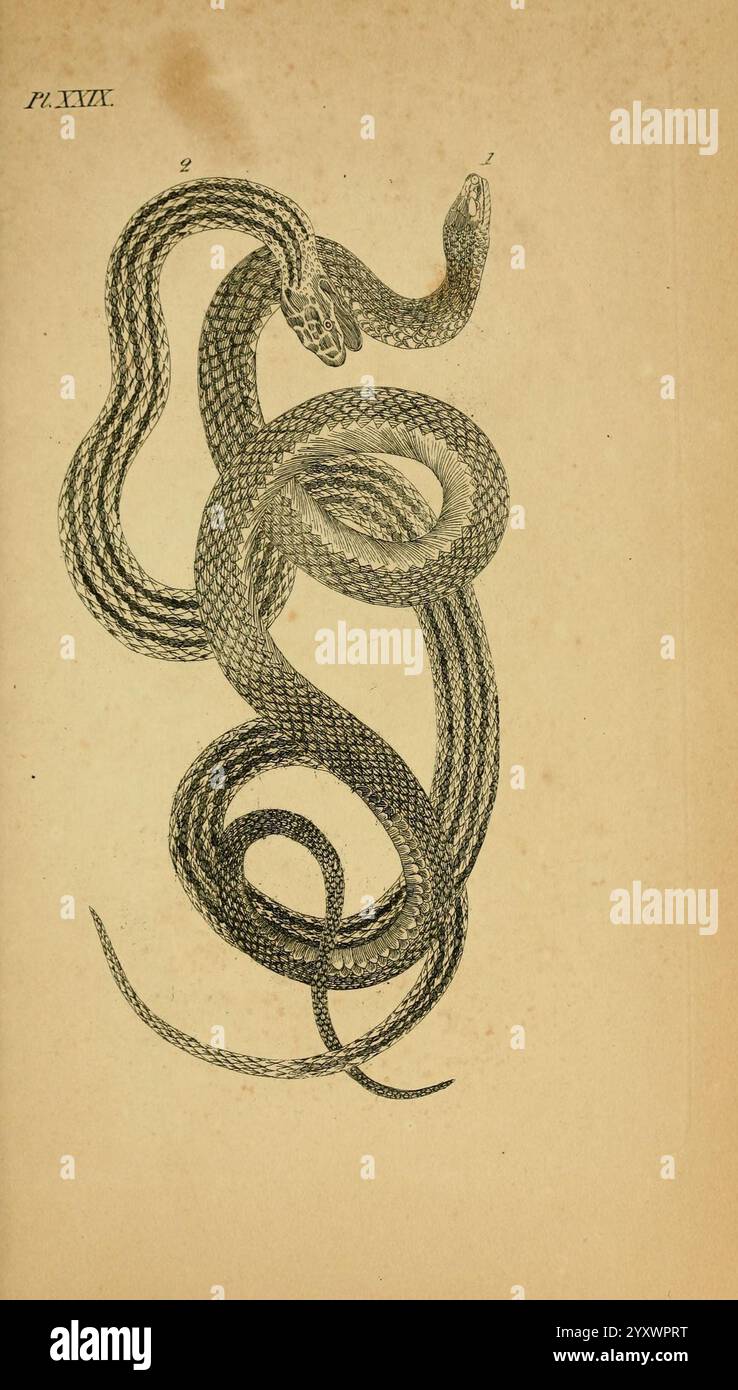 Icones amphibiorum, Hafniae, C. Steen 1835, Amphibien, Reptilien, Bildwerke, die Illustration zeigt ein Paar ineinander verflochtener Schlangen, die ihre langgestreckten Körper und ihre komplizierten Skalen zeigen. Sie zeigen eine dynamische Pose, mit einer Schlange leicht angehoben, was auf Bewegung hindeutet. Die Details betonen die Textur ihrer Haut und betonen das Muster der Skalen, die entlang ihrer Länge verlaufen. Der Hintergrund ist schlicht, so dass der Fokus auf den Schlangen bleibt, die in einem naturalistischen Stil dargestellt sind. Die Nummerierung oben zeigt an, dass es Teil einer größeren Serie ist, wahrscheinlich von einem Wissenschaftler Stockfoto