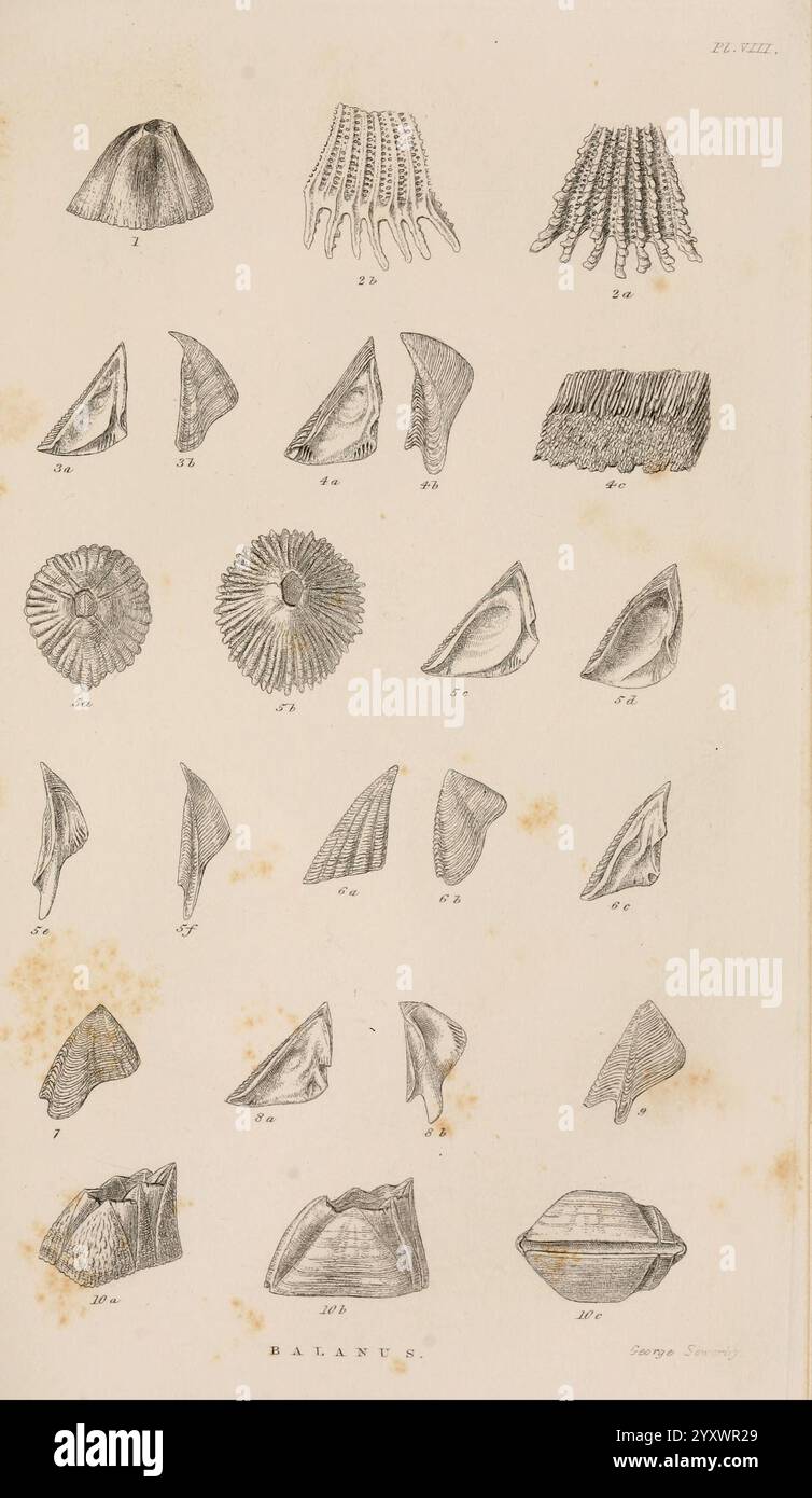 Eine Monografie über die Unterklasse Cirripedia, London, Ray Society, 1851-54, Barnacles, Cirripedia, Woods Hole, diese Sammlung enthält verschiedene Muschelproben, die alle sorgfältig illustriert und mit entsprechenden Nummern gekennzeichnet sind. Die Schalen weisen eine Reihe von Formen und Texturen auf, die die natürliche Vielfalt widerspiegeln. Die Illustrationen umfassen langgezogene Formen, symmetrische Strukturen und einzigartige Muster, die die komplizierten Details der Meereslebewesen betonen. Einige Muscheln wirken glatt und stromlinienförmig, während andere Grate oder Rillen aufweisen, die auf ihre jeweiligen Lebensräume hinweisen. Der Titel ''BALANUS'' suggeriert Stockfoto