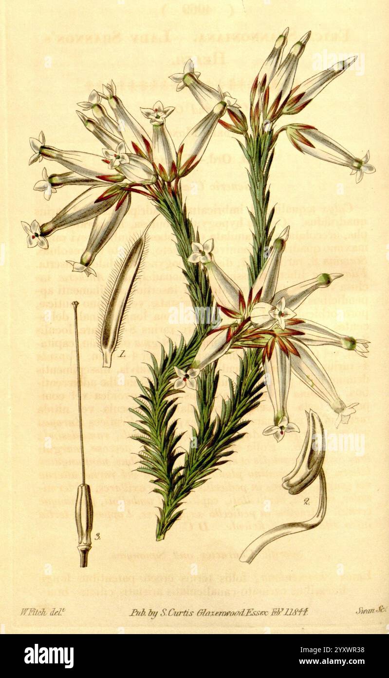 Curtis botanisches Magazin London New York etc. Botanische Illustration Botanik Zeitschriften Bildwerke Pflanzen ornamental Curtis, die Illustration zeigt eine zarte blühende Pflanze mit schlanken, langgezogenen Stämmen und Gruppen glockenförmiger Blüten. Die Blüten, die sich durch ihre schmalen Blütenblätter und ihre ausgeprägte sternförmige Form auszeichnen, tauchen aus dem grünen Laub darunter auf. Die Hauptpflanze wird durch detaillierte Studien einzelner Blumenteile begleitet, die Elemente wie Staubgefäße und Blütenstempel zeigen, die die komplizierte Struktur der Fortpflanzungskomponenten hervorheben. Im Hintergrund steht la Stockfoto