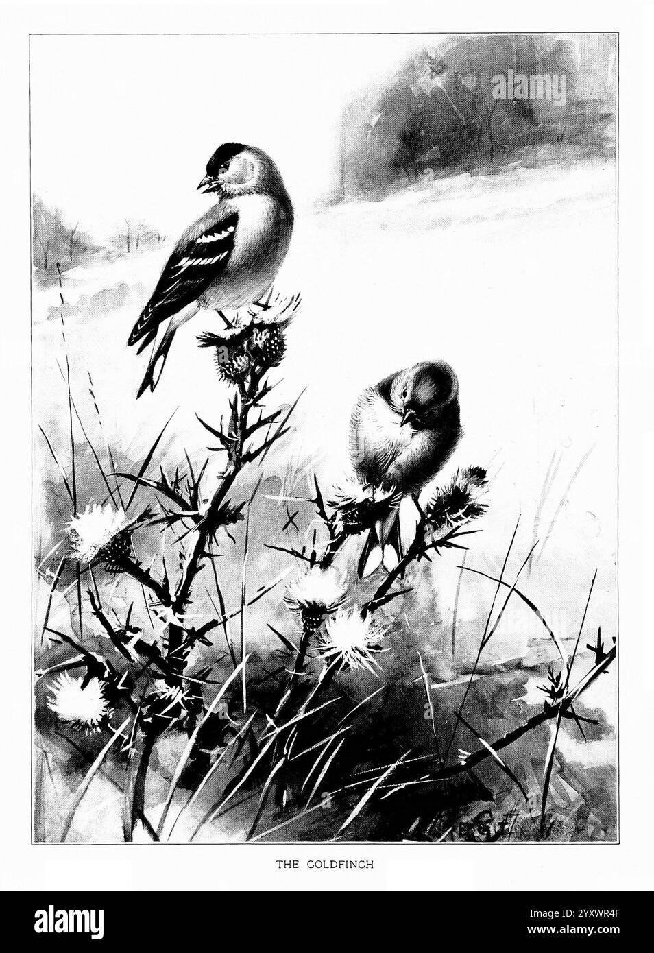Vogelporträts, Boston, Ginn & Company, 1901, Birds, Carduelis tristis, amerikanischer Goldfink, Ein Paar Goldfinken, die anmutig auf Distelpflanzen mit zarten Blüten und scharfen Dornen thronen. Ein Vogel mit seinem auffälligen schwarz-weißen Gefieder steht aufrecht und wachsam, während der andere scheint auf Nahrungssuche zu sein und sich intensiv auf die Samen der Distel konzentriert. Der weiche, verschwommene Hintergrund deutet auf einen ruhigen natürlichen Lebensraum hin und unterstreicht die Schönheit dieser kleinen, lebendigen Vögel inmitten der zerklüfteten Vegetation. Der Titel „DER GOLDFINCH“ ist elegant unter der Szene eingeschrieben und lädt zur Bewunderung ein Stockfoto