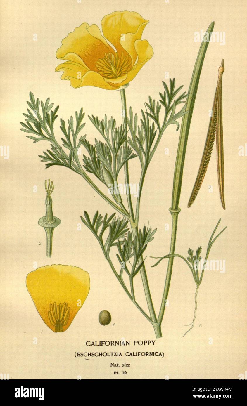 Lieblingsblumen von Garten und Gewächshaus, London und New York, Frederick warne & Co, 1896-97, 19. Jahrhundert, Chromolithographie, Blumenzucht, Frankreich, Icônes, Pflanzen Zierpflanzen, Rbgenr, Eschscholzia californica, Mohn, Kalifornien, zeigt die Illustration den kalifornischen Mohn, wissenschaftlich bekannt als Eschscholzia californica. Die Pflanze zeigt leuchtend gelbe Blütenblätter mit einer ausgeprägten Becherform, die im Kunstwerk detailliert dargestellt ist. Neben der Hauptblume gibt es visuelle Darstellungen verschiedener Pflanzenteile, einschließlich des Blütenstiels und der länglichen Samenkapseln. Das Laub zeigt fein geschnitten, fe Stockfoto