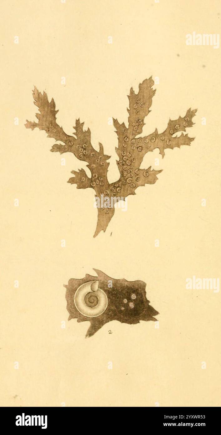 Die Naturgeschichte der britischen Muscheln, v.1-3, London, gedruckt für den Autor und für F.C. und J. Rivington, von Bye and Law, 1800-1804, Großbritannien, Mollusken, Bildwerke, Muscheln, die Zusammensetzung zeigt eine zarte Darstellung der Meeresflora und -Fauna. Auf der Spitze zeigt eine detaillierte Abbildung einer korallenartigen Struktur komplizierte Äste, die mit winzigen, kreisförmigen Formen geschmückt sind, die an die Meereslebewesen erinnern. Darunter zeigt eine abstrakte Darstellung einer Meeresbewohner einen markanten Wirbel, der auf eine Muschel hindeutet, begleitet von subtilen Merkmalen, die auf ihre Unterwasserumgebung hinweisen. Die V Stockfoto Die Naturgeschichte der britischen Muscheln, v.1-3, London, gedruckt für den Autor und für F.C. und J. Rivington, von Bye and Law, 1800-1804, Großbritannien, Mollusken, Bildwerke, Muscheln, die Zusammensetzung zeigt eine zarte Darstellung der Meeresflora und -Fauna. Auf der Spitze zeigt eine detaillierte Abbildung einer korallenartigen Struktur komplizierte Äste, die mit winzigen, kreisförmigen Formen geschmückt sind, die an die Meereslebewesen erinnern. Darunter zeigt eine abstrakte Darstellung einer Meeresbewohner einen markanten Wirbel, der auf eine Muschel hindeutet, begleitet von subtilen Merkmalen, die auf ihre Unterwasserumgebung hinweisen. Die V Stockfoto