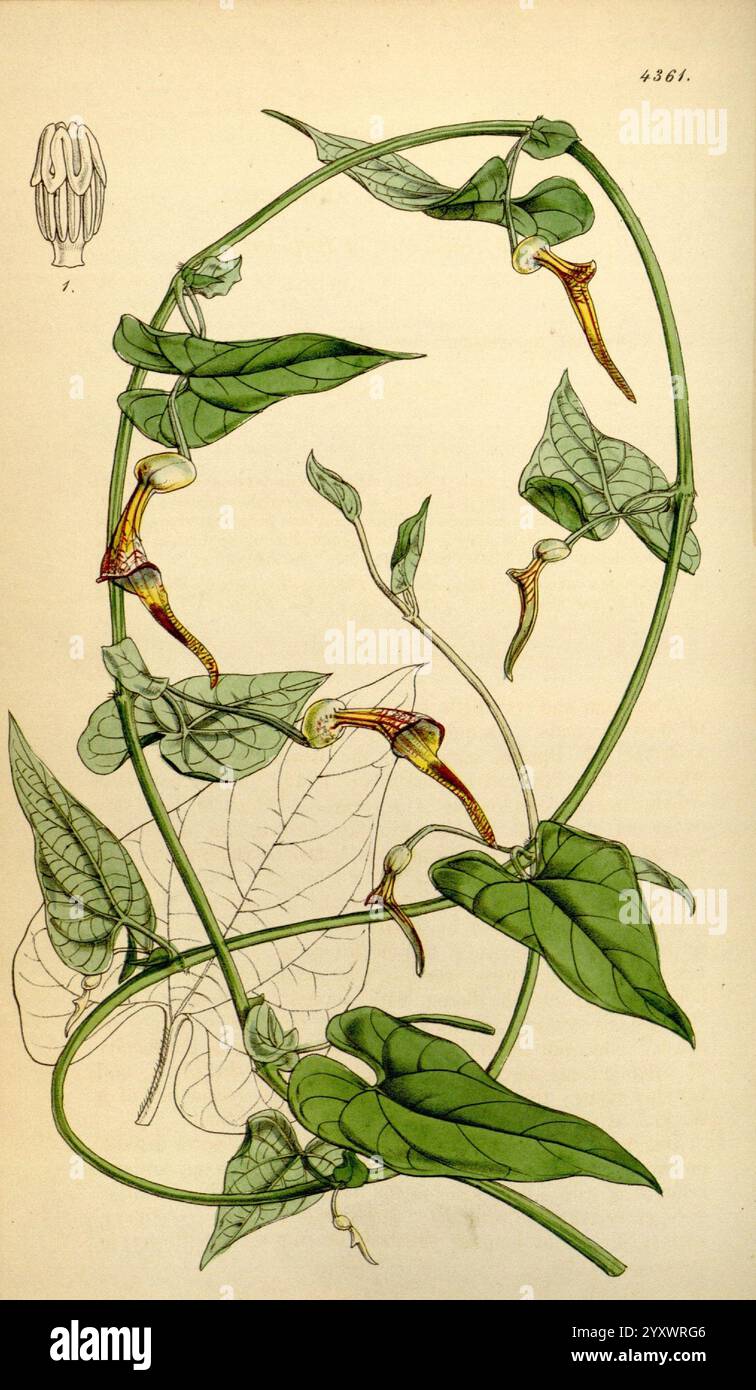 Curtis's Botanical Magazine, London, New York, Botanical Illustration, Botanical Zeitschriften, Bildwerke, Pflanzen Ornamental, Curtis, Eine wunderschöne Illustration einer Kletterpflanze, die ihre komplizierten Weinstöcke und leuchtend grüne Blätter zeigt. Das Design zeigt mehrere gelbe und braune Blüten, die sich durch eine einzigartige Trompetenform auszeichnen, die jeweils aus den ineinander verflochtenen Stielen hervorgeht. Die zarten Details betonen die Struktur der Blätter und die elegante Form des Stiels. In der linken oberen Ecke betont eine detaillierte anatomische Zeichnung einer Blume die botanische Studie dieser Art. Insgesamt die Kunst Stockfoto