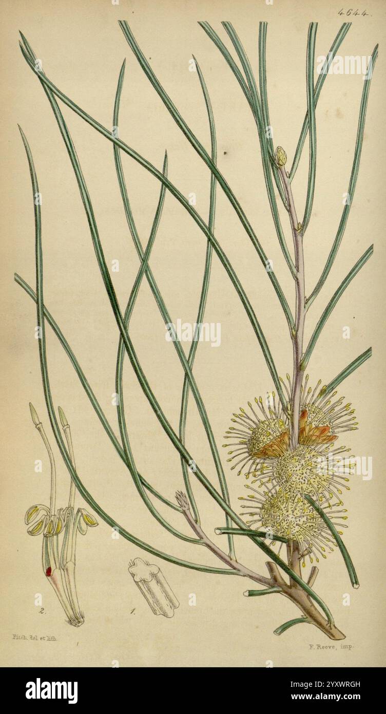 Curtis's Botanical Magazine, London, New York, botanische Illustration, Botanik, Zeitschriften, Bildwerke, Zierpflanzen, Curtis, Hakea scoparia, Australien, Western Australia, Walter Hood Fitch, Swan River, Eine botanische Illustration zeigt eine detaillierte Darstellung einer Pflanze mit langen, schlanken grünen Blättern und einer auffälligen Gruppe kugelförmiger, farbenfroher Blumenköpfe. Die Blüten zeichnen sich durch ihr flauschiges Aussehen aus, wobei zahlreiche Staubgefäße hervorragen. Zur Hauptdarstellung der Pflanze gehören kleinere, beschriftete Skizzen verschiedener Teile, darunter ein Close-u Stockfoto