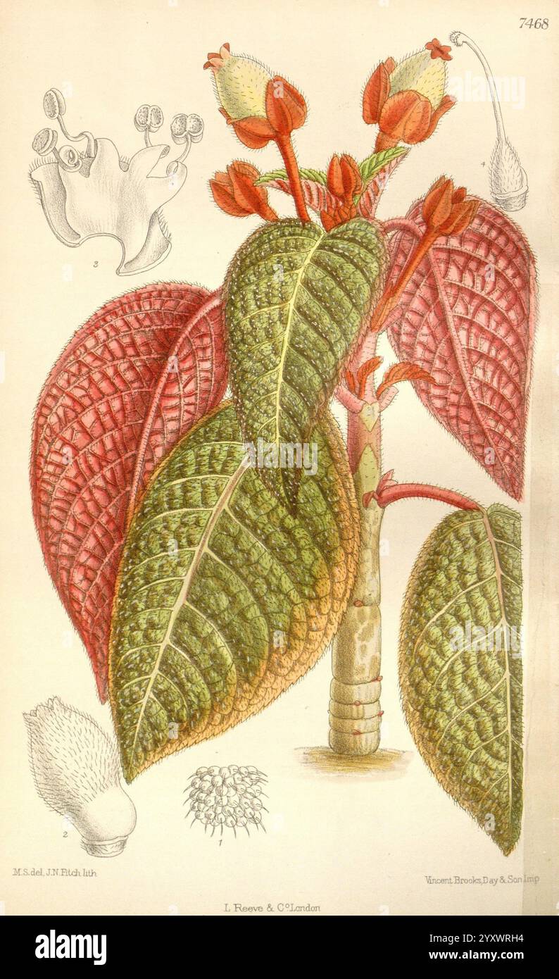 Curtis botanisches Magazin London New York etc. Botanische Illustration Botanik Zeitschriften Bildwerke Pflanzen Zierwerk Matilda Smith Hypocyrta pulchra Corytoplectus congestus New Granada Frauen in der Wissenschaft Matilda Smith zeigt diese detaillierte botanische Illustration ein Pflanzenexemplar, das durch seine großen, strukturierten Blätter mit markanten Adern gekennzeichnet ist. Die Blätter weisen ein reiches Muster auf, das ihre natürliche Schönheit unterstreicht. Aus dem zentralen Stamm ragen Gruppen von zarten Knospen und Blüten hervor, die die Fortpflanzungseigenschaften der Pflanze zeigen. Um das Hauptthema herum, zusätzliches Elem Stockfoto