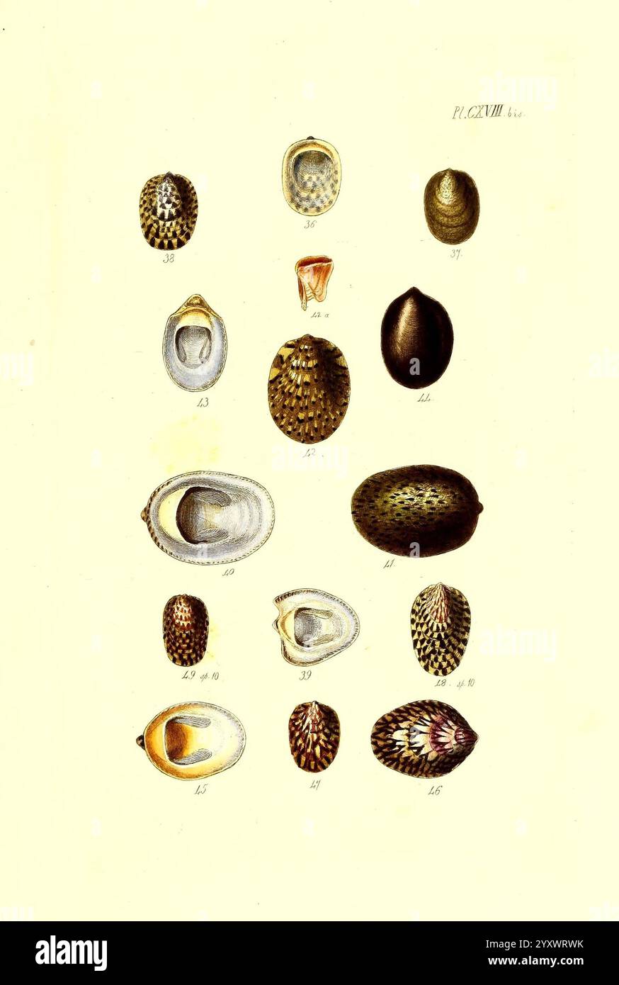 Thesaurus conchyliorum Monographien der Gattungen der Muscheln London, Sowerby Mollusks Pictorial Works Shells, Eine Sammlung verschiedener Muscheln, die in einem organisierten Gitterformat dargestellt werden. Die Schalen weisen eine Reihe von Formen, Größen und komplizierten Mustern auf und zeigen natürliche Texturen und Farben. Jede Schale ist zur Identifizierung nummeriert und spiegelt ein vielfältiges Sortiment wider, einschließlich glatter, glänzender und strukturierter Oberflächen. Das Sortiment hebt die Schönheit der Meereslebewesen hervor, wobei einige Muscheln in auffälligen Designs gehalten werden, während andere in subtilen Tönen gehalten werden. Die Gesamtpräsentation dient als pädagogisches Nachschlagewerk Stockfoto