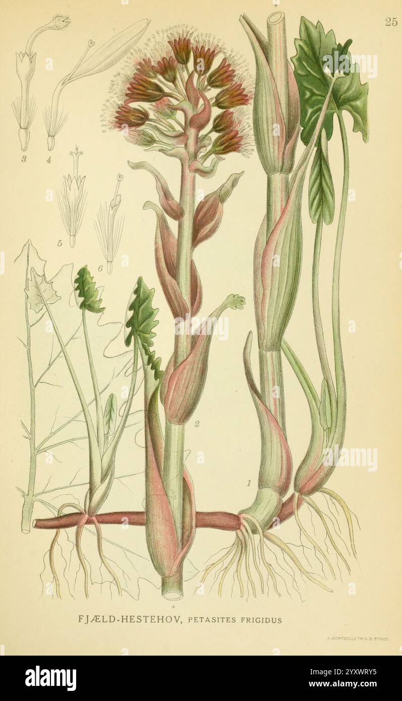 Billeder af nordens Flora, v.1 København, G.E.C. Gad's Forlag, 1917-1927. Pflanzen, Finnland, Skandinavien, der New Yorker Botanische Garten, Bildwerke, Petasites frigidus, diese Abbildung zeigt die Pflanze Petasites frigidus, allgemein bekannt als der arktische Butterbur. Der Hauptstiel ist deutlich zu sehen, verziert mit breiten, lanzenförmigen Blättern und Blumenköpfen, die zahlreiche kleine, röhrenförmige Blüten aufweisen. Die zentrale Pflanze umgibt detaillierte Zeichnungen verschiedener Teile der Pflanze, einschließlich ihrer Wurzeln und Blätter, die einen umfassenden Überblick über ihre Anatomie bieten. Die Abbildung Stockfoto