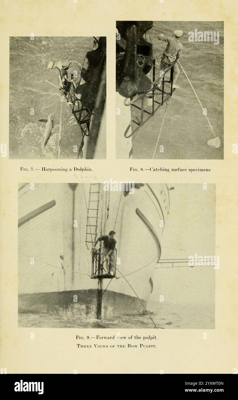 The Arcturus Adventure, New York, 1926, Arcturus Schiff, Cocos Island, Costa Rica, Beschreibung und Reise, Galapagosinseln, Meerestiere, wissenschaftliche Expeditionen, Woods Hole, Taxonomie: Subklasse = Elasmobranchii, die Szene zeigt zwei unterschiedliche, aber miteinander verbundene Aktivitäten auf einem Schiff. Der erste Abschnitt zeigt eine Person, die einen Delfin aus einer Höhe harpuniert und dabei die für die Aufgabe erforderliche Fertigkeit und Präzision betont. Im zweiten Abschnitt fängt eine weitere Person Oberflächenproben, die wahrscheinlich für Forschung oder Beobachtung geeignet sind, während sie durch eine Leiter oder eine Takelage gesichert werden. Unten sehen Sie die Kanzel nach vorn Stockfoto