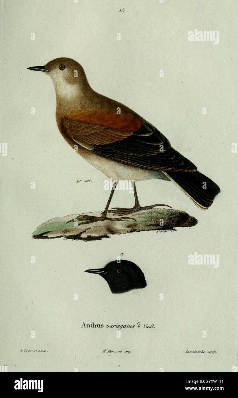 Oiseaux, Paris, A. Bertrand, 1839, Birds, Jean Gabriel Prêtre, Anthus variegatus, Eine detaillierte Darstellung eines Vogels der Gattung Anthus, der sich durch seinen schlanken Körper und seine ausgeprägte Färbung auszeichnet. Der dargestellte Vogel hat ein überwiegend bräunliches Gefieder auf dem Rücken, das sich in einen helleren Schatten auf der Unterseite übergeht. Ein bemerkenswertes Merkmal ist der subtil geschwungene Schirm und die elegante Haltung, die auf einen aufmerksamen und aufmerksamen Charakter hindeuten. Unterhalb der Hauptabbildung zeigt eine kleinere Profilansicht den Vogelkopf, der seine abgerundete Form und die zarten Merkmale von Schnabel und Auge betont. Insgesamt Stockfoto