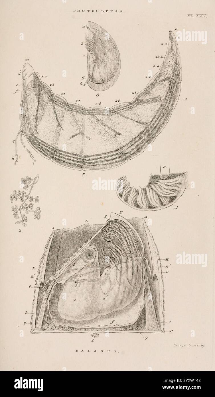 Eine Monografie über die Unterklasse Cirripedia, London, Ray Society