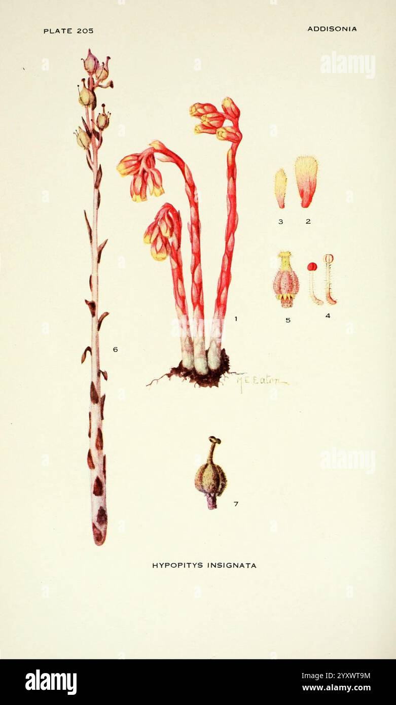 Addisonia, New York, New York Botanical Garden, 1916-1964, Zeitschriften, Bildwerke, Pflanzen, USA, Hypopitys insignata, diese Illustration zeigt die Pflanzenart Hypotitys insignata, die verschiedene Stufen und Komponenten ihrer Struktur zeigt. Die vertikale Hauptdarstellung zeigt den langen Stiel, der mit mehreren blühenden Blumen verziert ist, die durch leuchtende Farben gekennzeichnet sind. Um diese zentrale Figur herum befinden sich detaillierte Zeichnungen der Blumenelemente der Pflanze, einschließlich Blütenblätter und Fortpflanzungsorgane, die aus Gründen der Klarheit gekennzeichnet sind. Die Gesamtkomposition betont die komplizierten botanischen Details Stockfoto