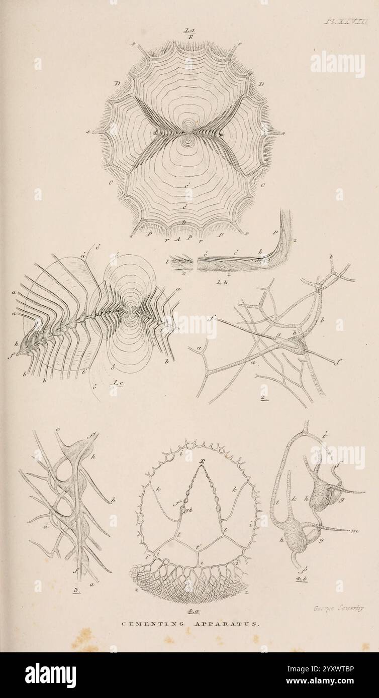 Eine Monografie über die Unterklasse Cirripedia, London, Ray Society, 1851-54, Barnacles, Cirripedia, Woods Hole, diese Illustration zeigt eine Reihe detaillierter wissenschaftlicher Diagramme, die verschiedene Formen von Spinnennetzen und deren strukturelle Komponenten darstellen. In jedem Abschnitt werden verschiedene Aspekte der Webarchitektur hervorgehoben, darunter die radialen Linien, Spiralgewinde und Befestigungspunkte. Die komplizierten Muster und Entwürfe betonen die Komplexität und die technischen Wunder dieser natürlichen Strukturen und dienen als Studie über biologisches Design und Funktionalität. Die beigefügten Etiketten weisen auf unterschiedliche Teile hin Stockfoto